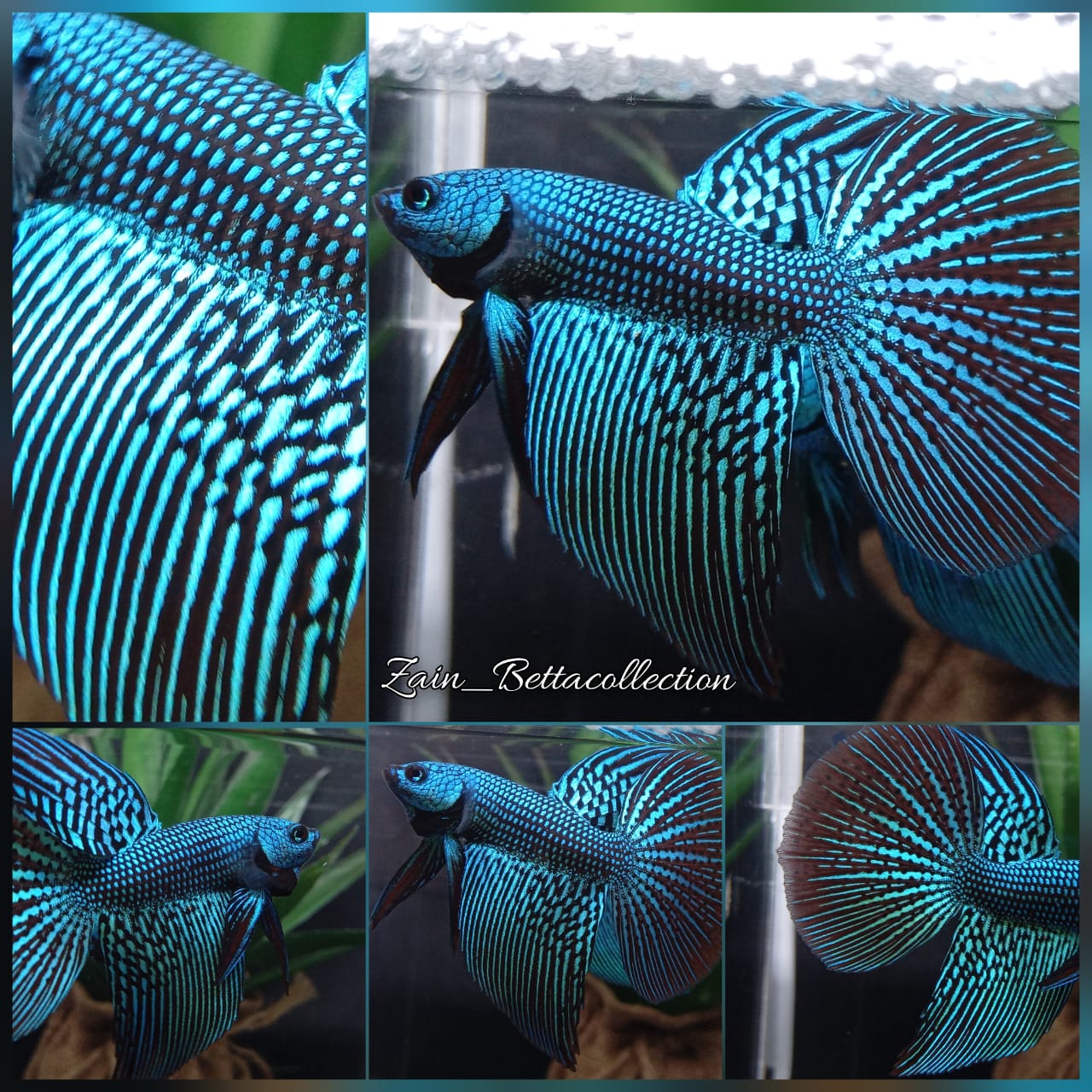 Luxury Halfmoon Alien Green Wild Hybrid Rare Betta Fish Male