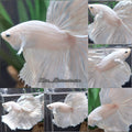 OHM Halfmoon White Platinum Opaque Betta Fish Male