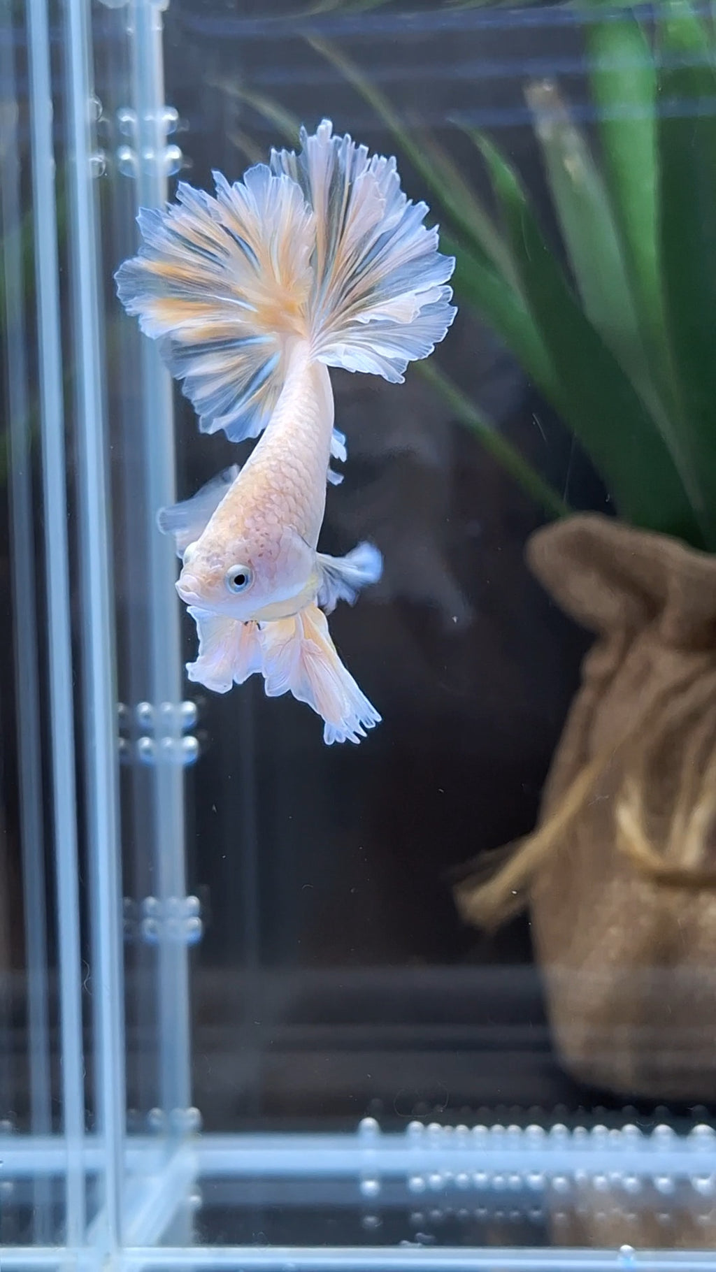 King Feathertail Unicorn Betta Fish Male