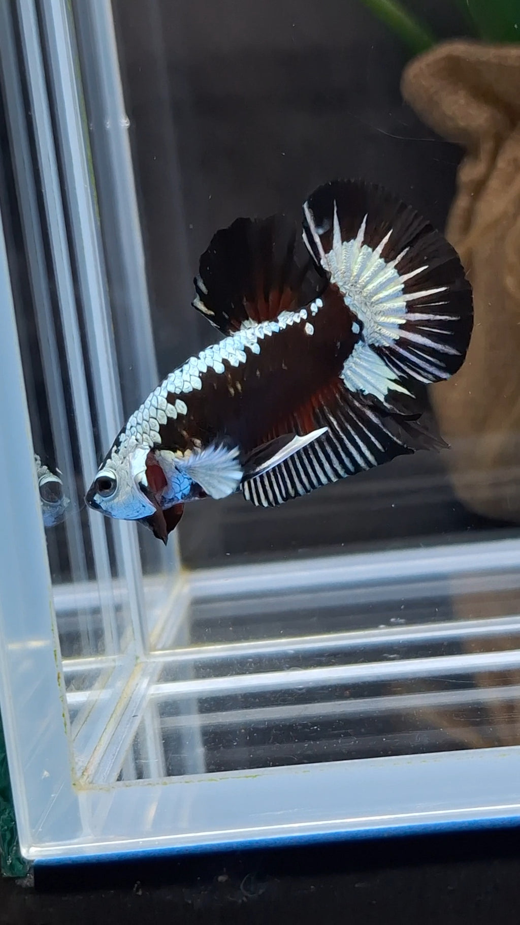 Samurai Black Mamba Snow Plakat HMPK Premium Betta Fish Male
