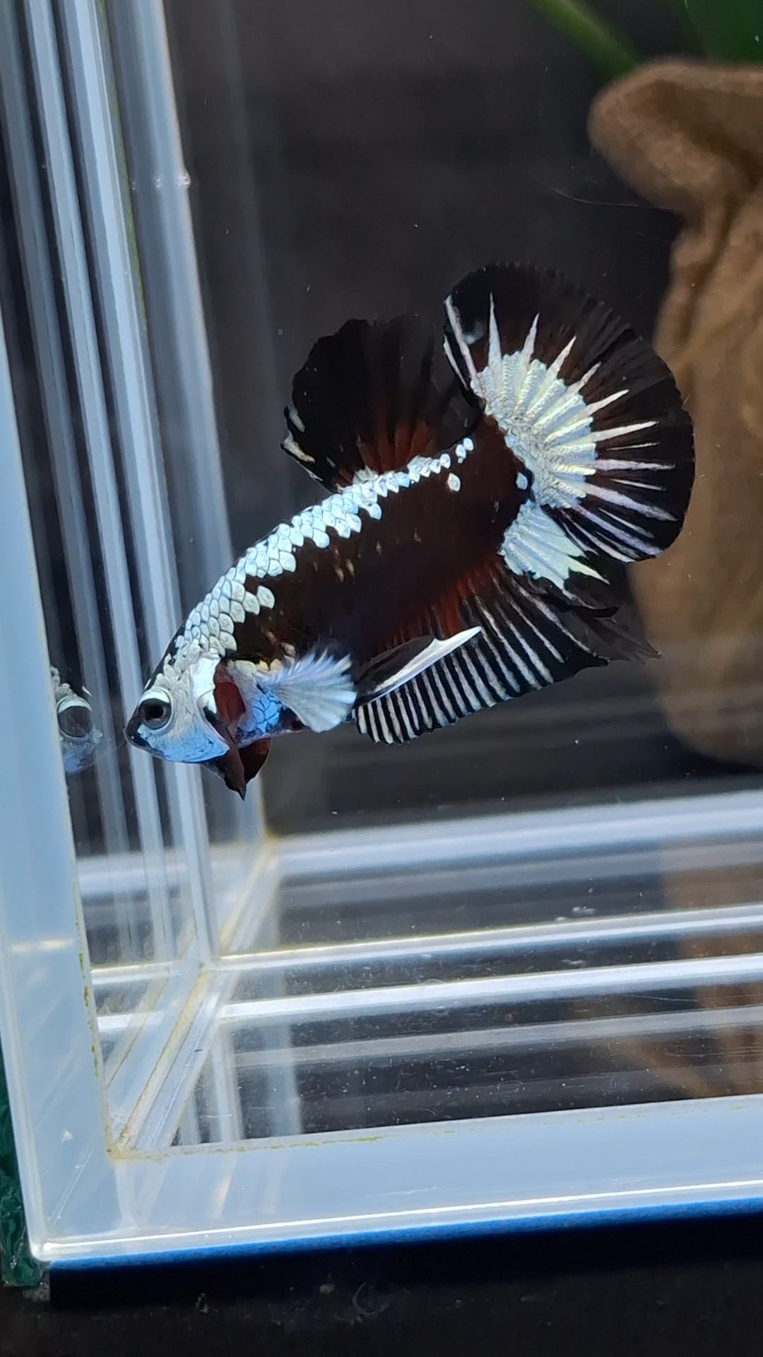 Samurai Black Mamba Snow Plakat HMPK Premium Betta Fish Male