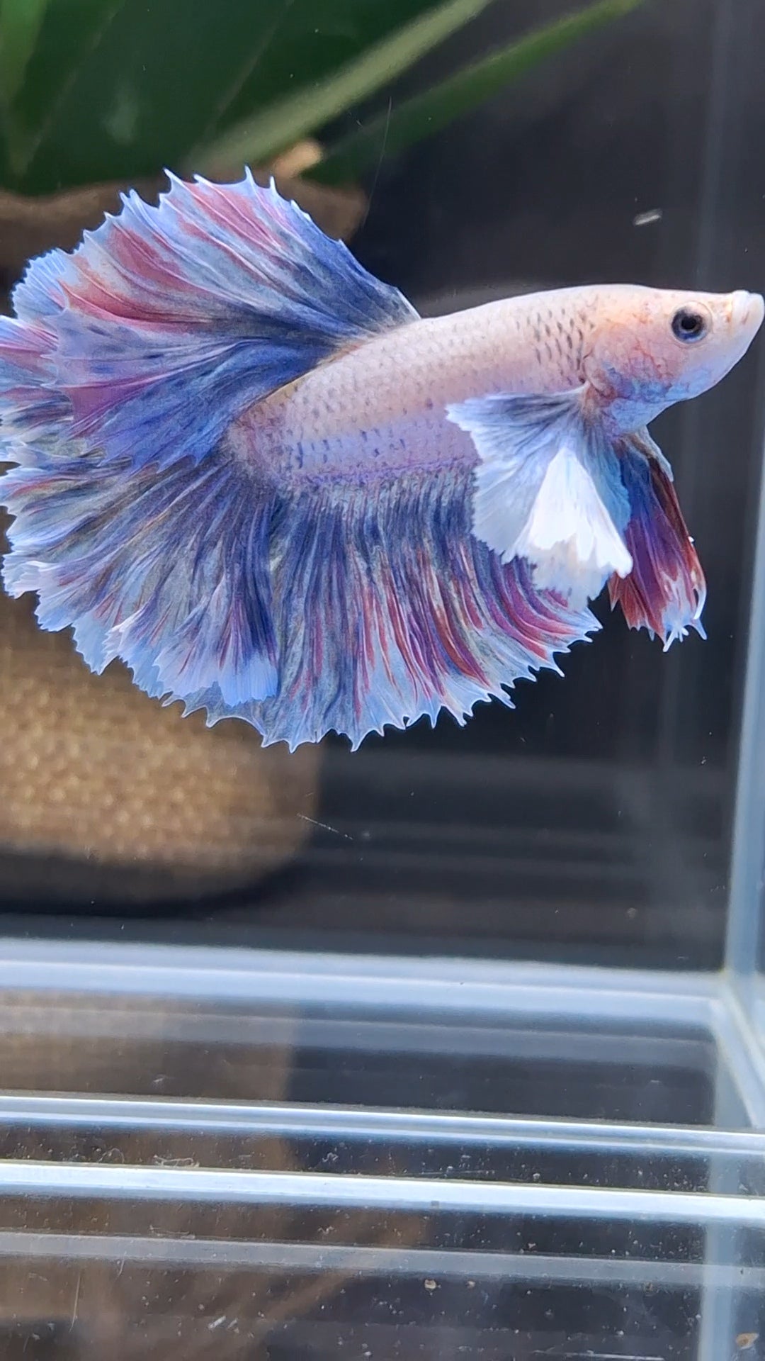 Dumbo Ear Halfmoon Rosetail Blue Sky Purple Wash Betta Fish Male