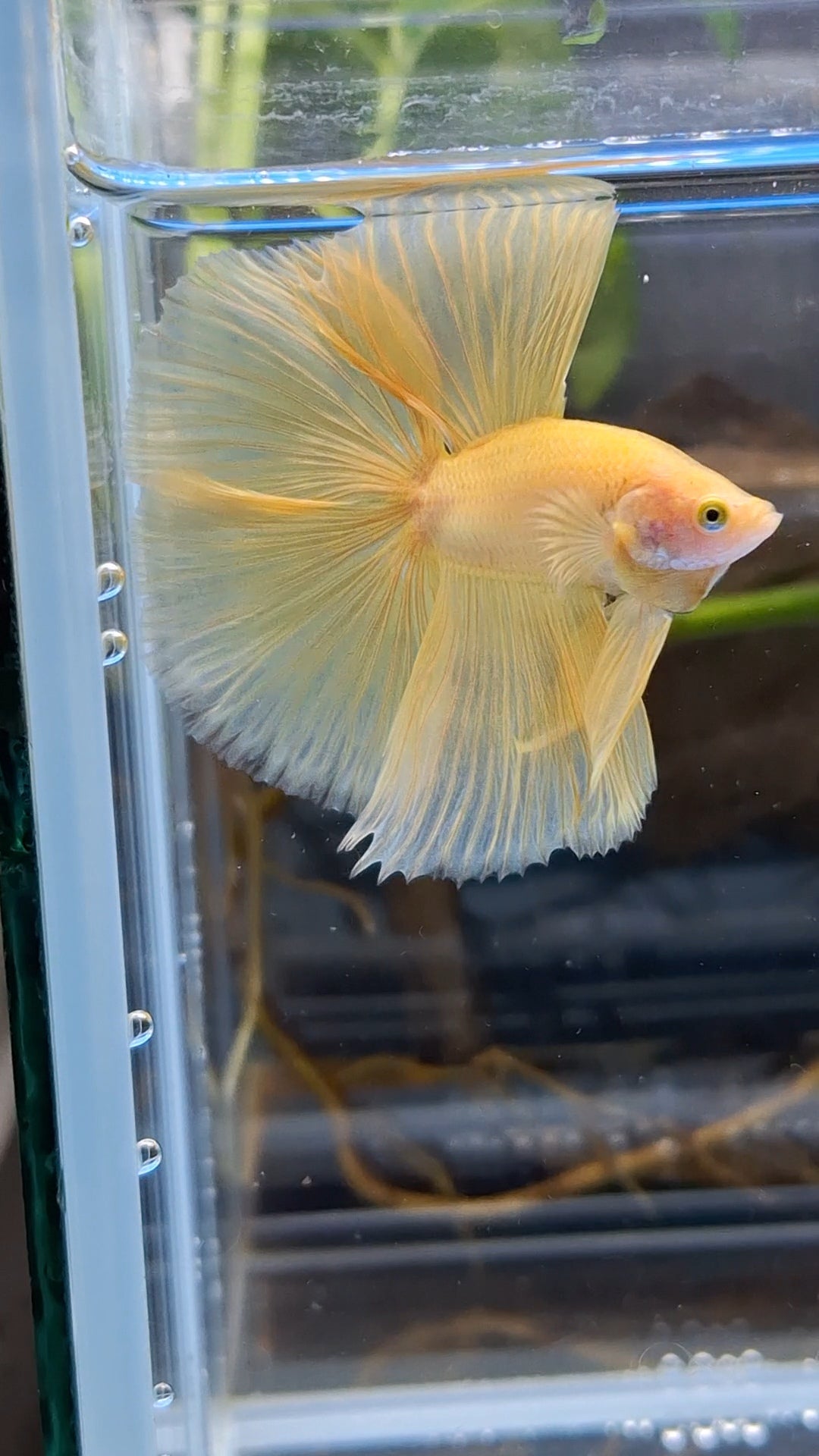 Halfmoon Double Tail Yellow Banana Betta Fish Male
