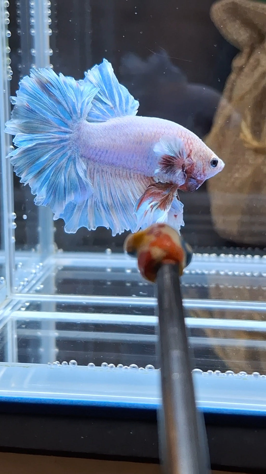 King Feathertail Blue Sky Betta Fish Male