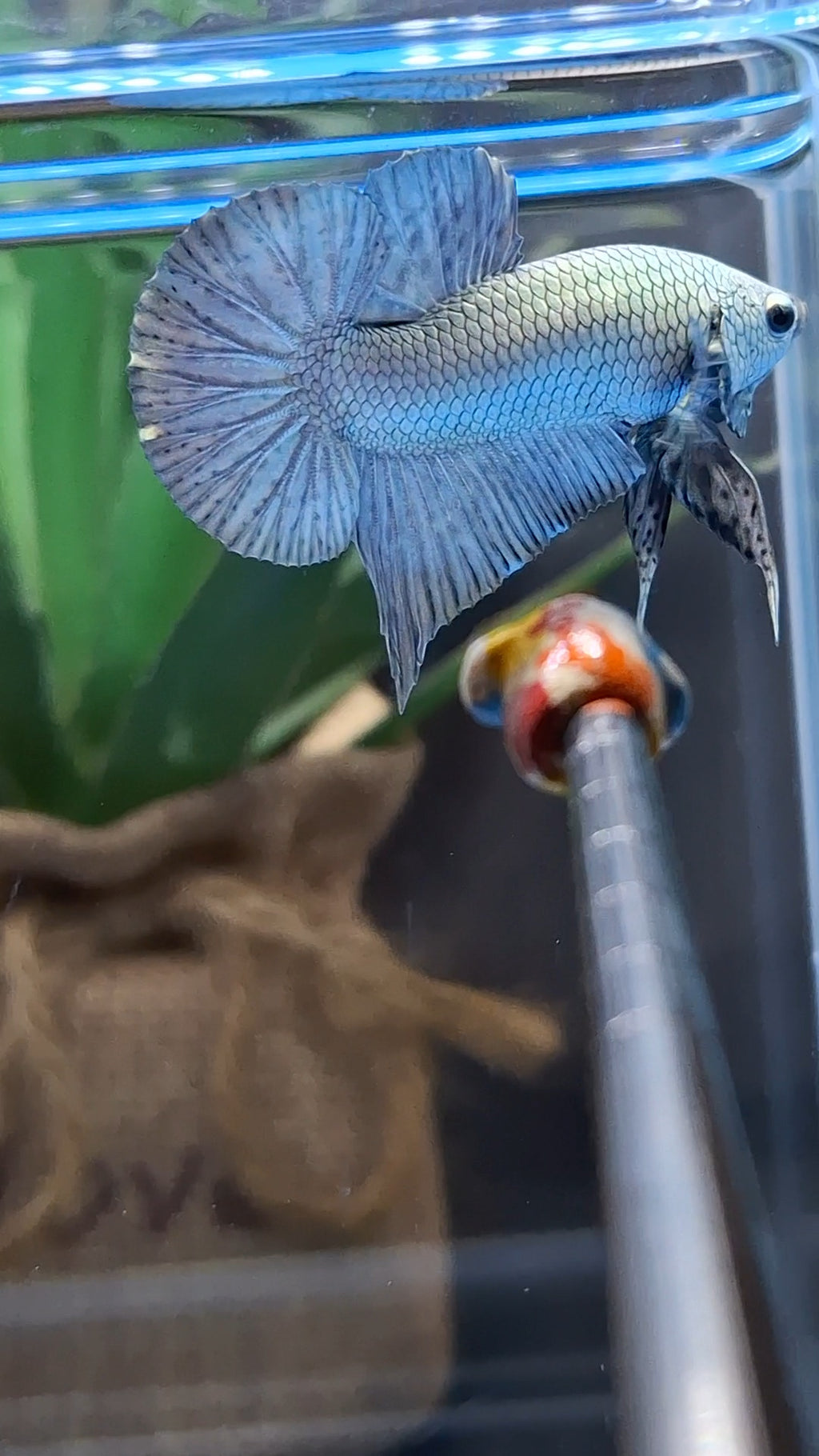 Copper Solid Premium Plakat HMPK Betta Fish