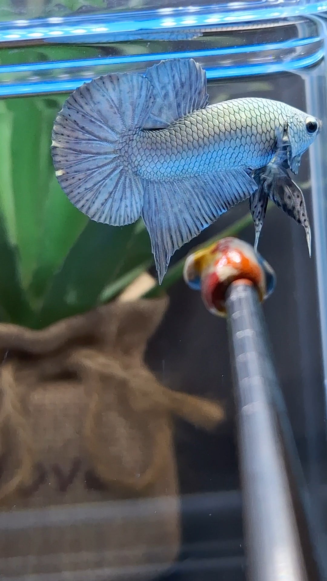 Copper Solid Premium Plakat HMPK Betta Fish