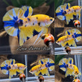 Yellow Koi Multicolor Betta Fish HMPK Male