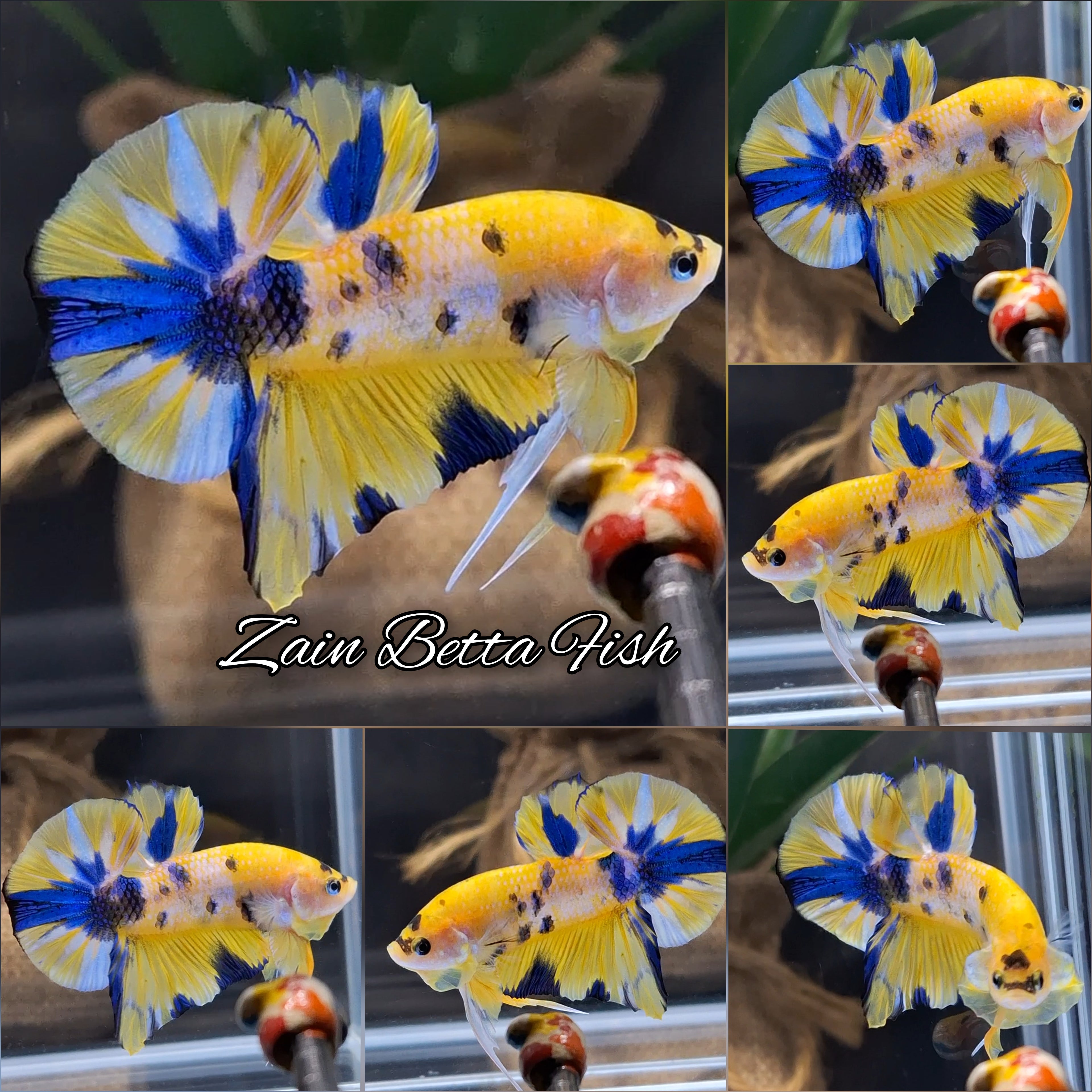 Yellow Koi Multicolor Betta Fish HMPK Male