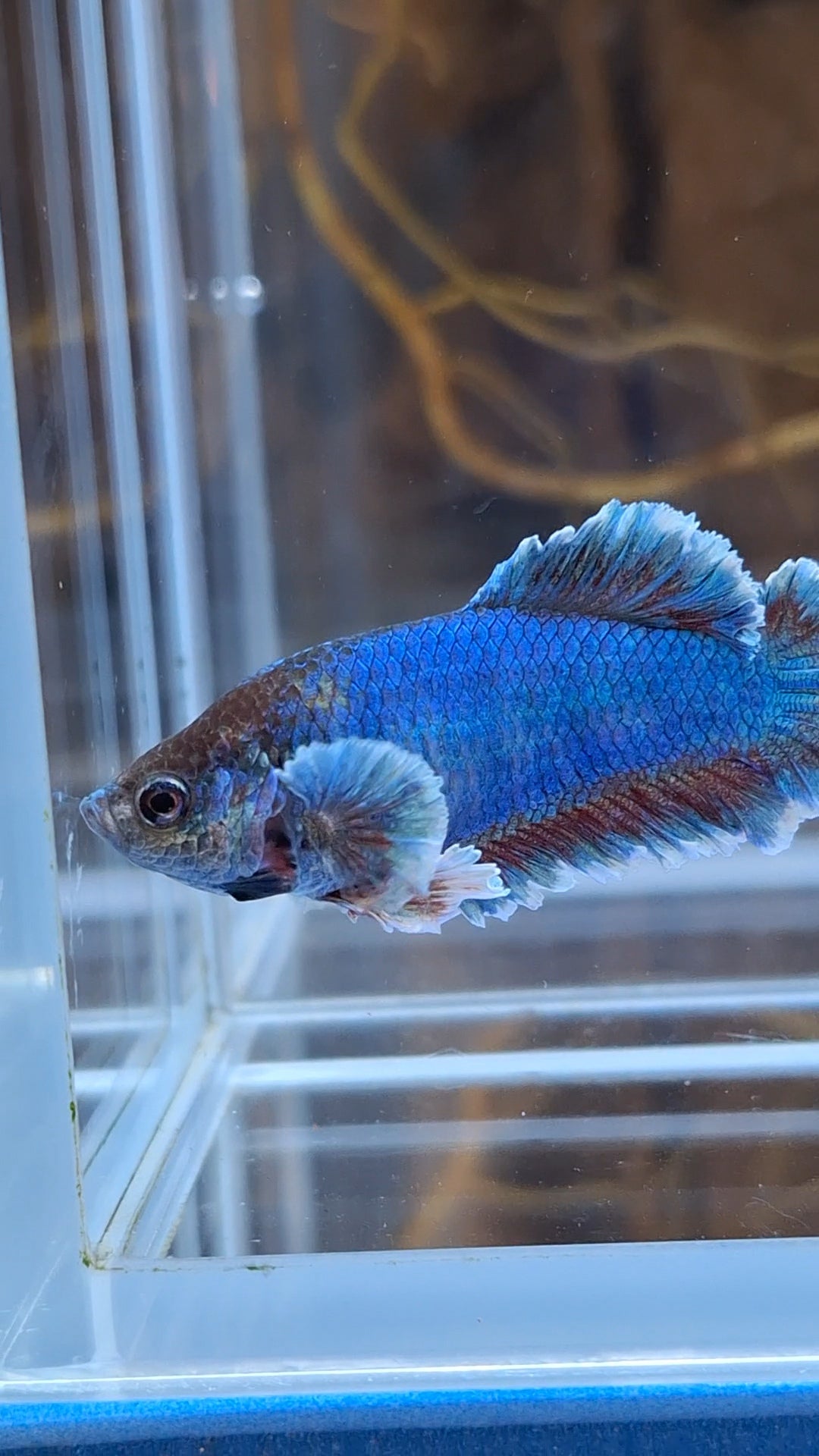 King Feathertail Female Betta Fish For Sorority / Breed