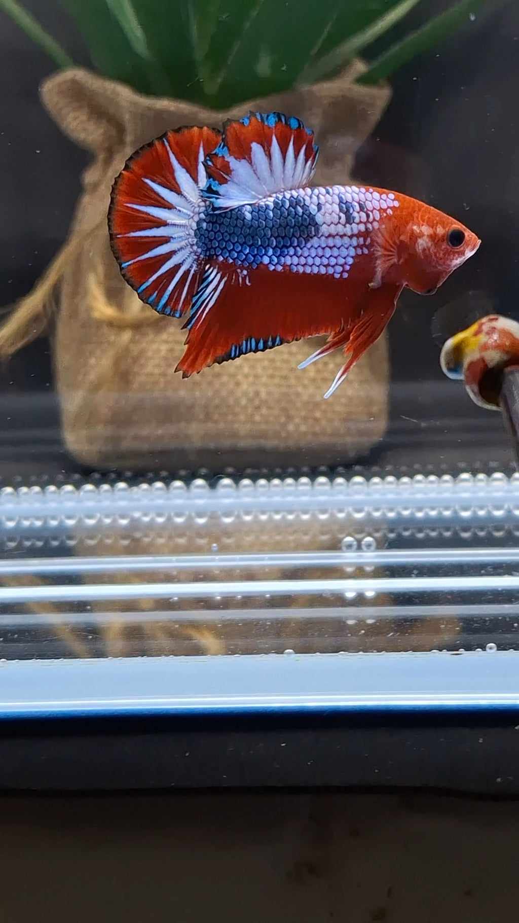 Red Fancy Star Tail White Scale Plakat HMPK Betta Fish Male