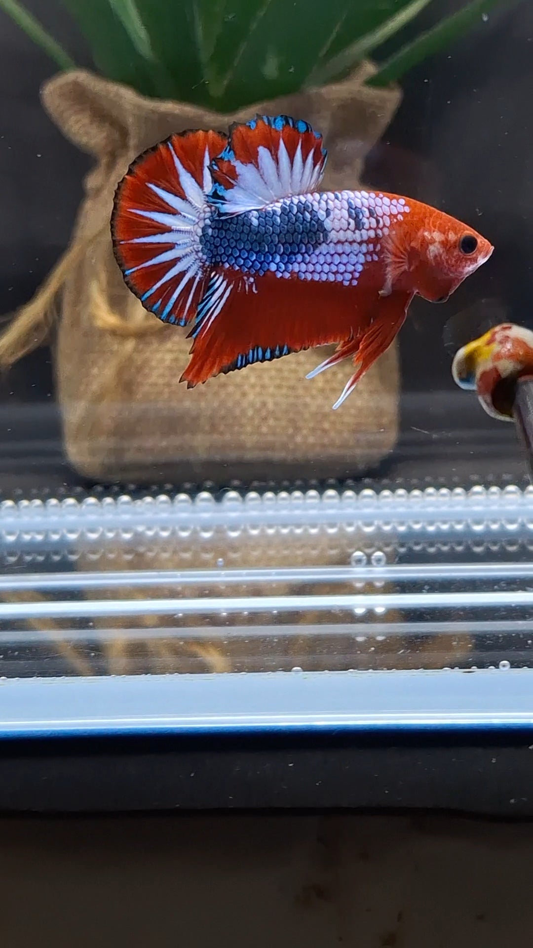 Red Fancy Star Tail White Scale Plakat HMPK Betta Fish Male
