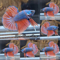 HMPK Dragon Betta Fish Male