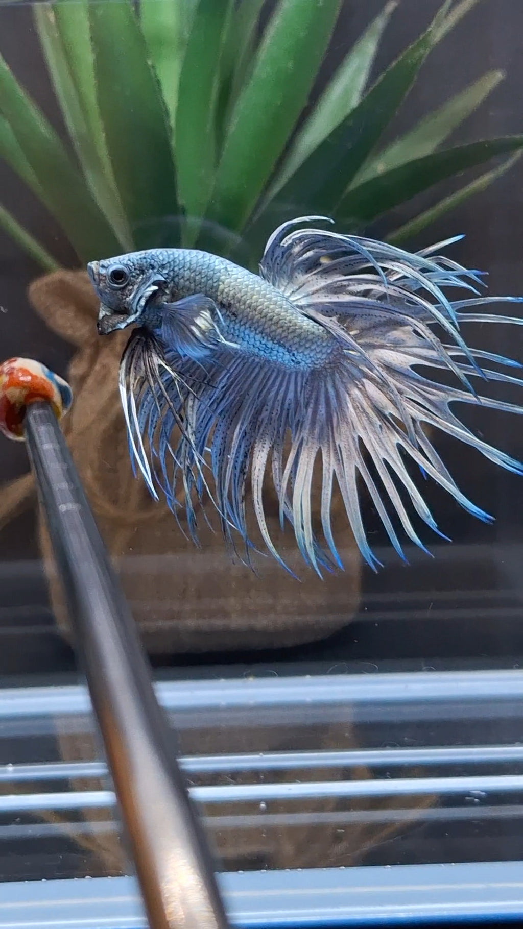 Premium Crowntail Copper Large Size Betta Fish Male