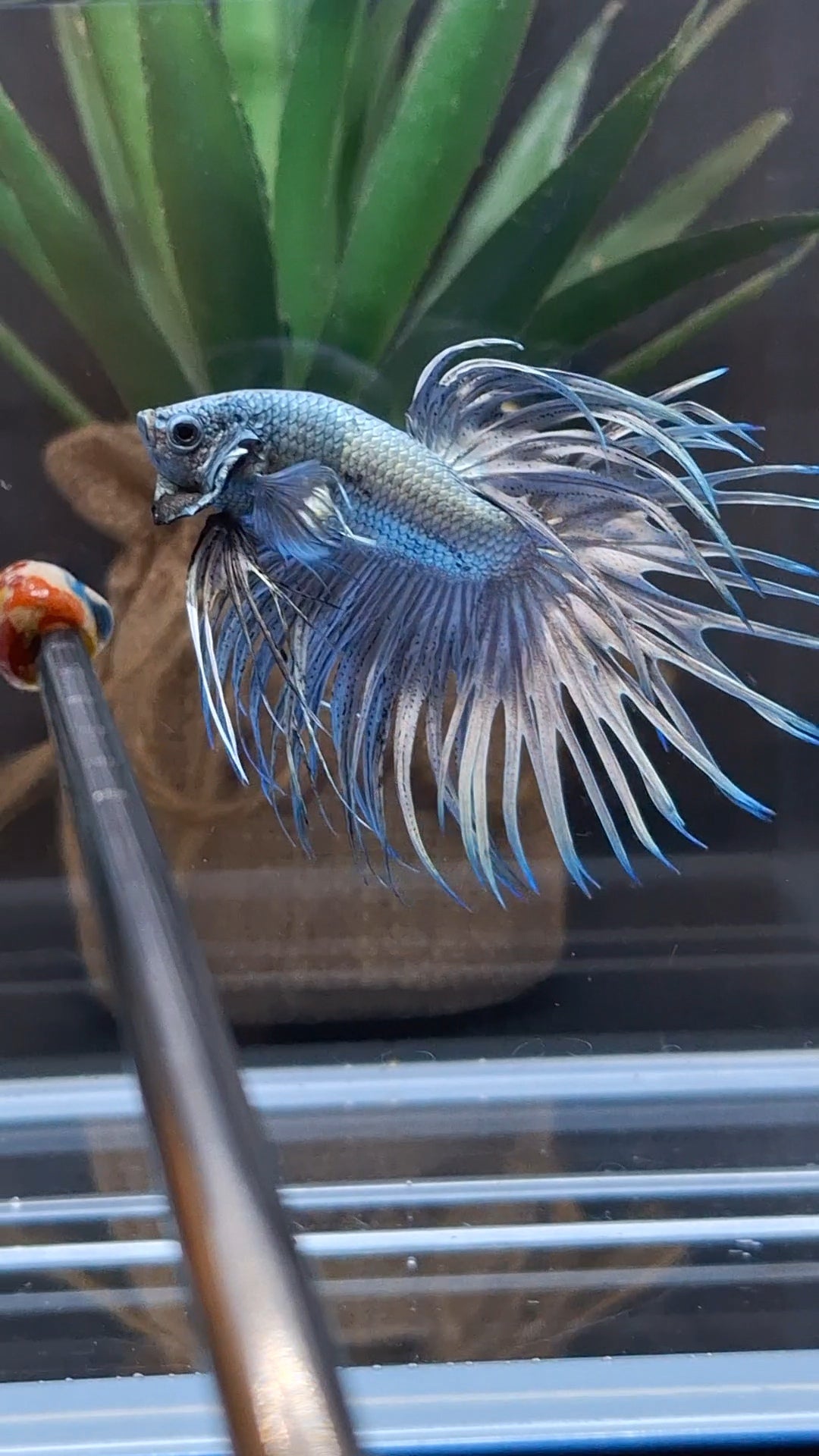 Premium Crowntail Copper Large Size Betta Fish Male