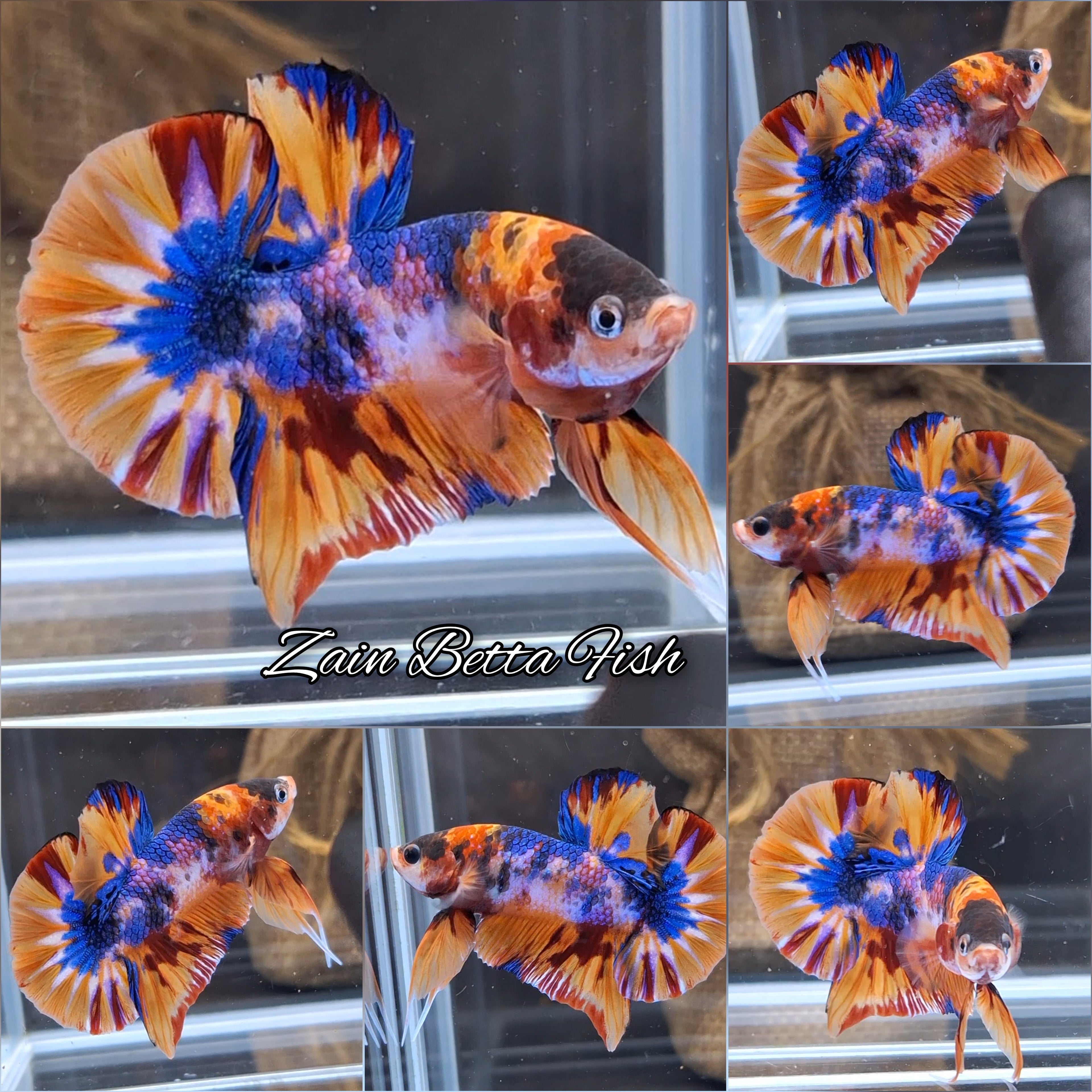 Fancy Candy Nemo Fire HMPK Betta Fish Male