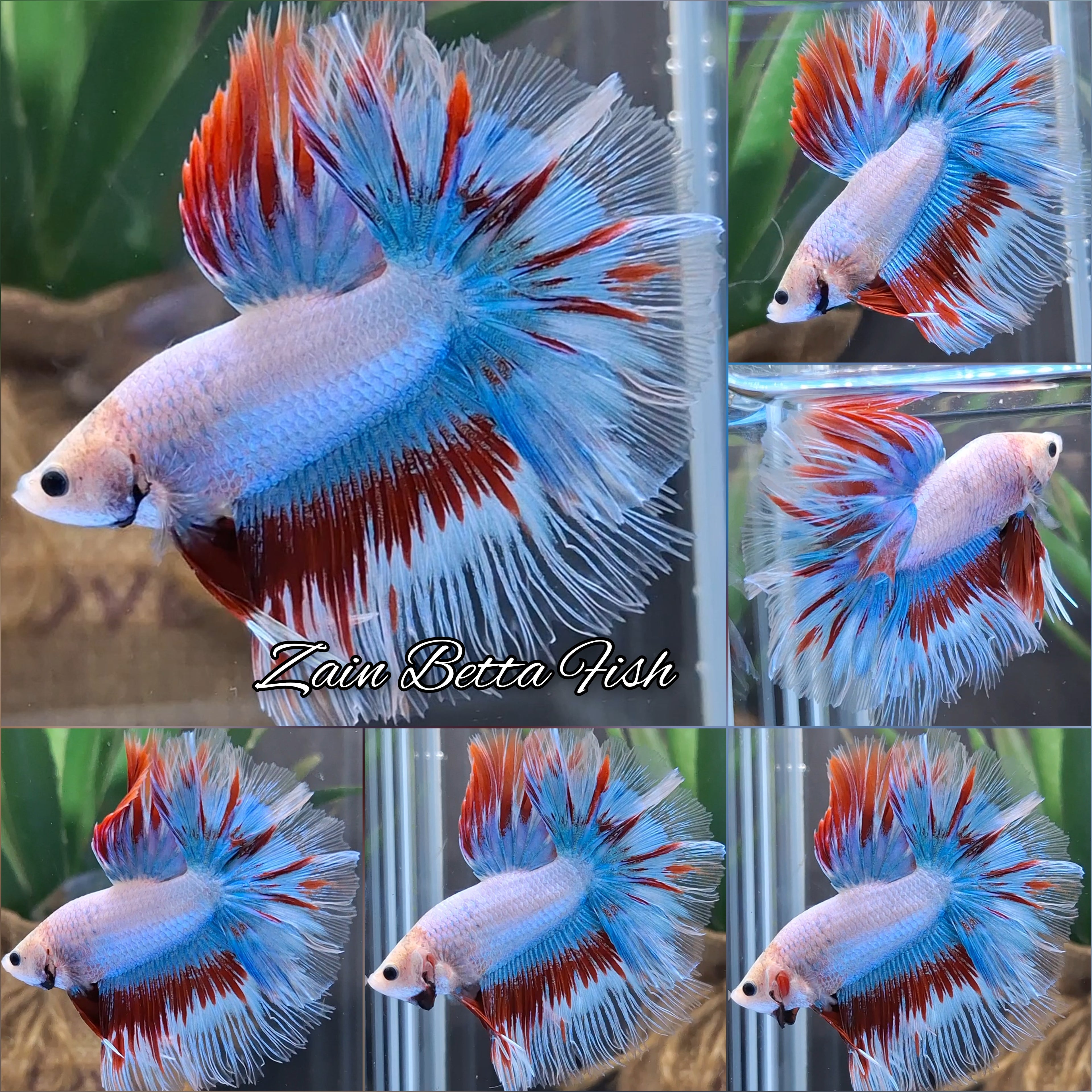 Halfmoon Rosetail Grizzle Pastel Combi Betta Fish Male