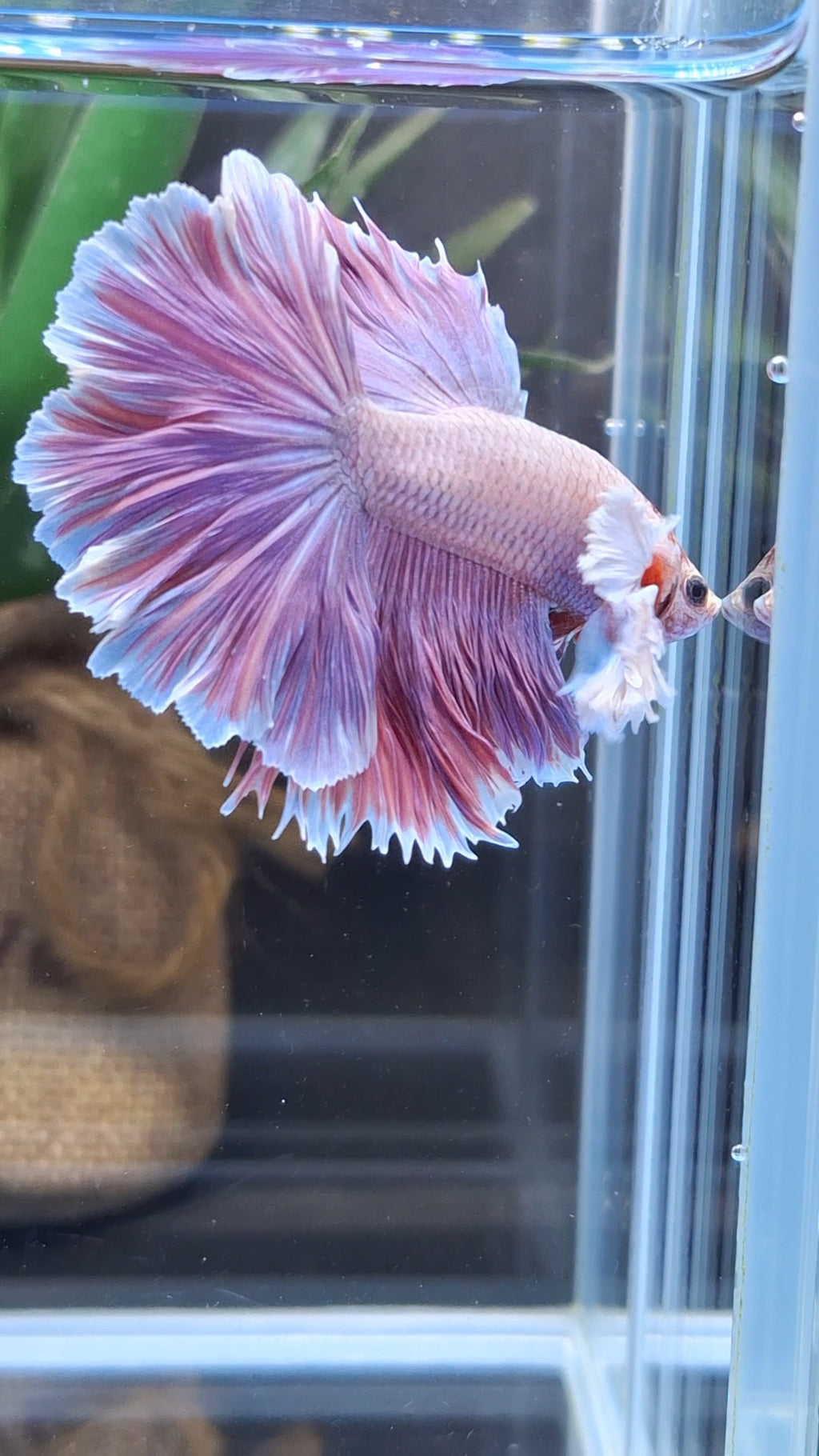 Halfmoon Rosetail Dumbo Ear Purple Betta Fish Male