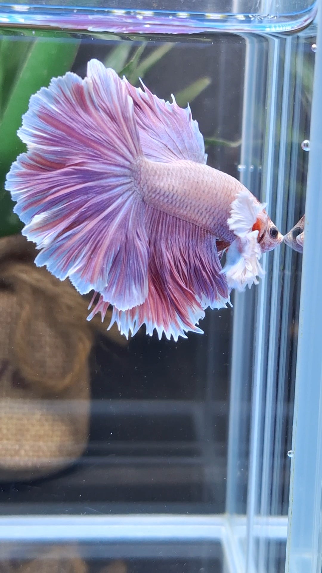 Halfmoon Rosetail Dumbo Ear Purple Betta Fish Male