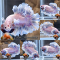 King Feathertail Dumbo Blue Sky