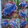 Super Rare Crowntail Double Tail PKCT Betta Fish Male