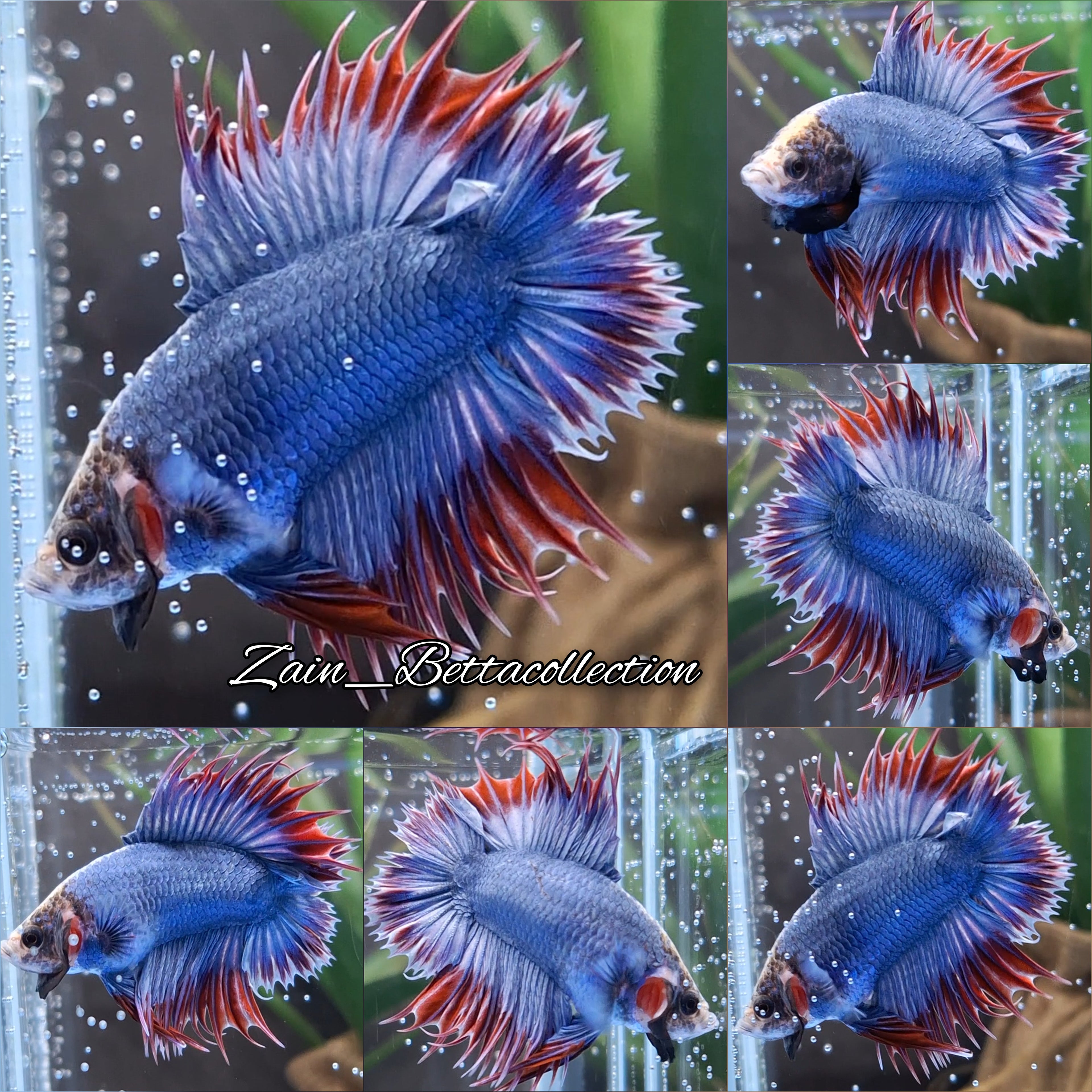Super Rare Crowntail Double Tail PKCT Betta Fish Male