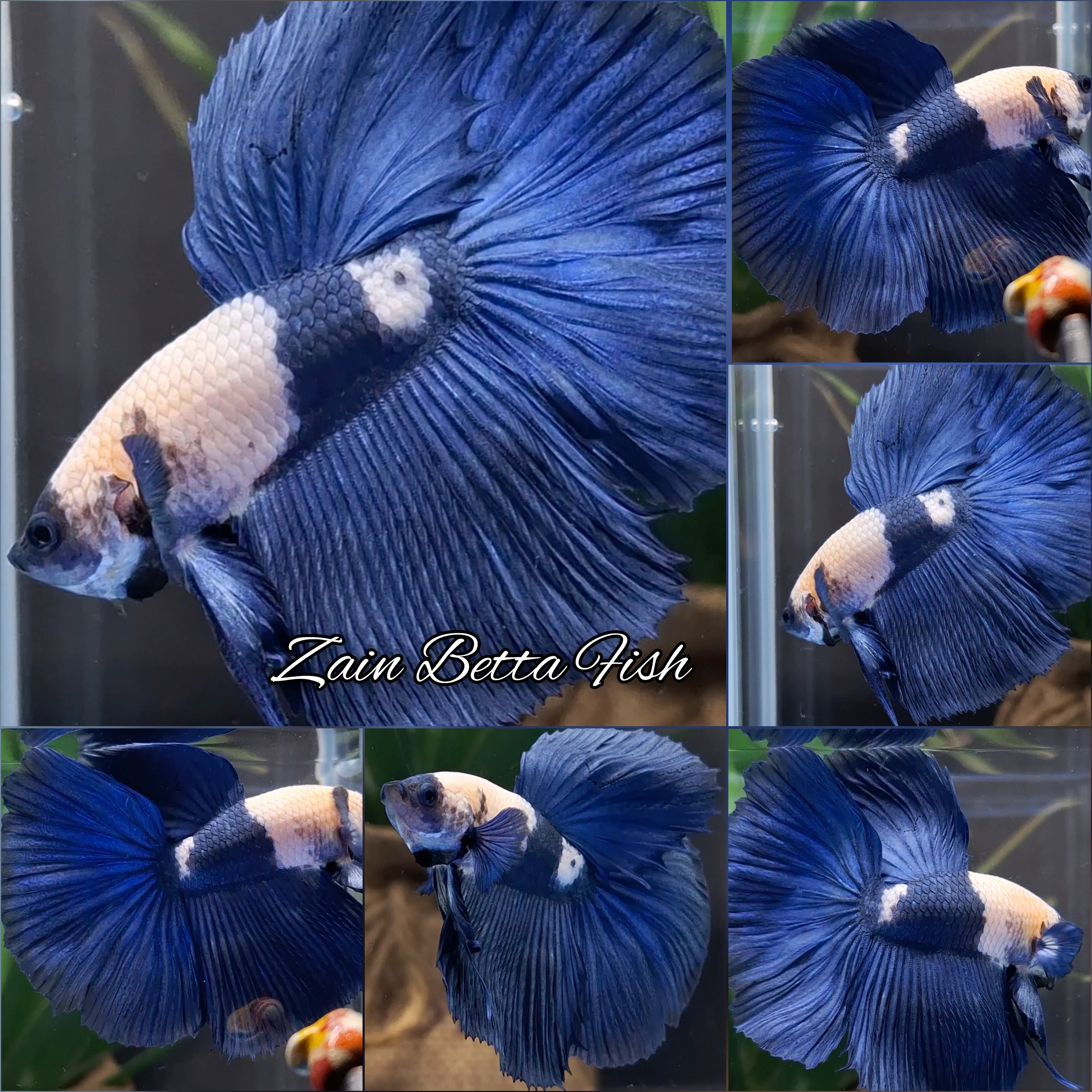 Blue Panda Masking Unique Color Halfmoon Betta Fish Male