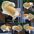 Dumbo Ear Super Gold HMPK Betta Fish Male
