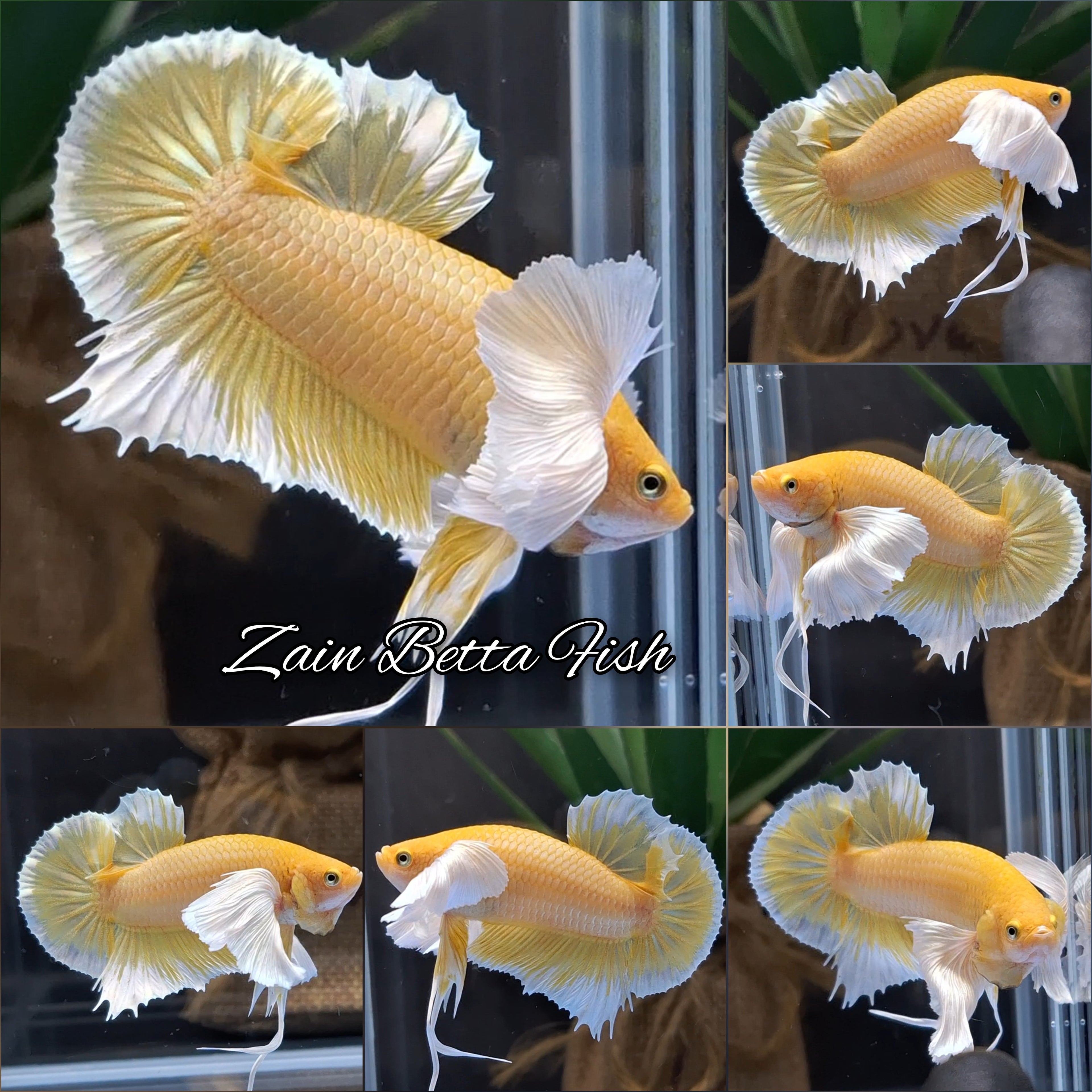 Dumbo Ear Super Gold HMPK Betta Fish Male
