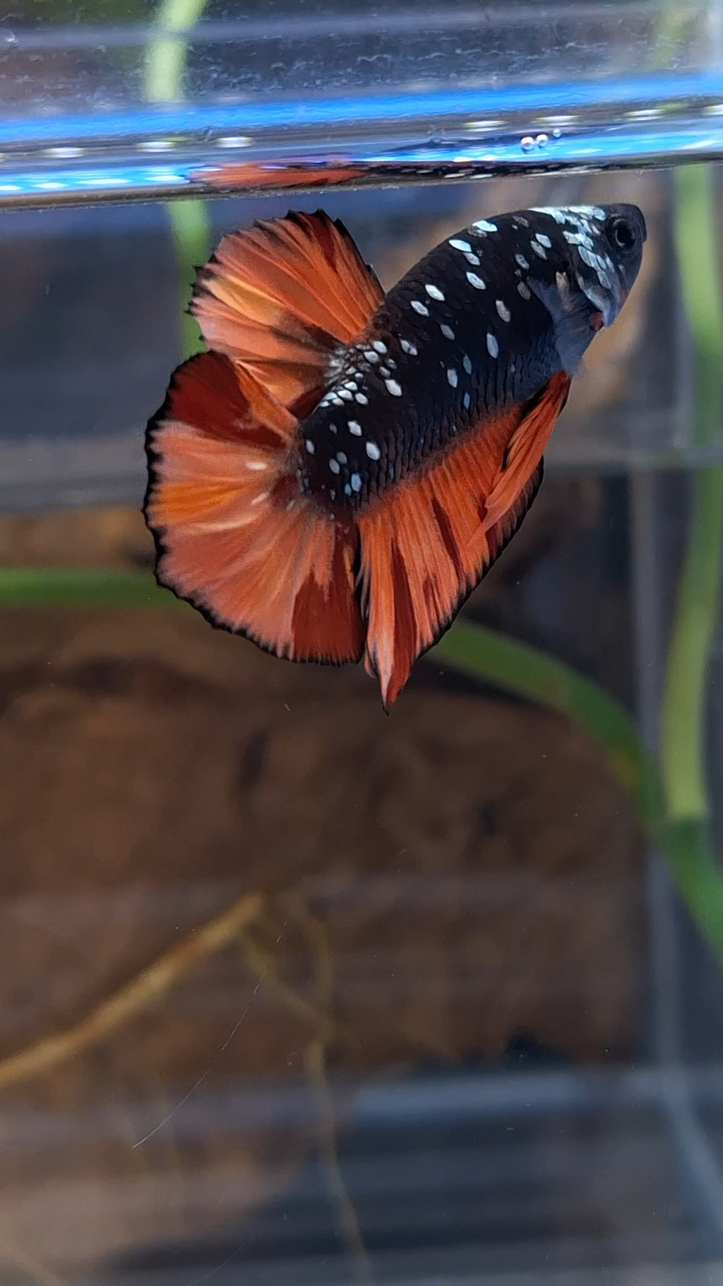 Avatar Nemo Copper Gold Black Variation Plakat HMPK Betta Fish Male