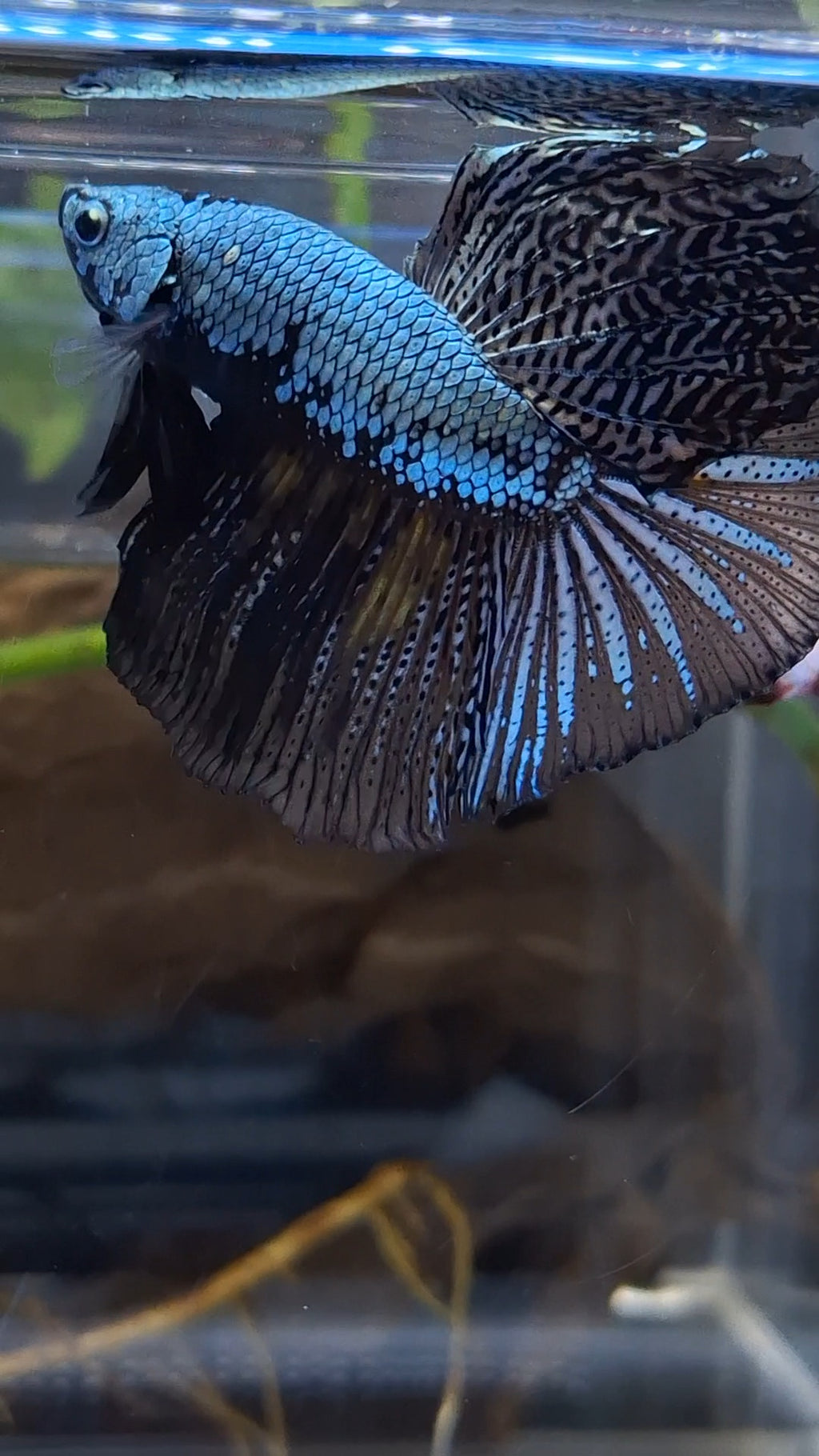 Halfmoon Black Dragon Copper Betta Fish Male