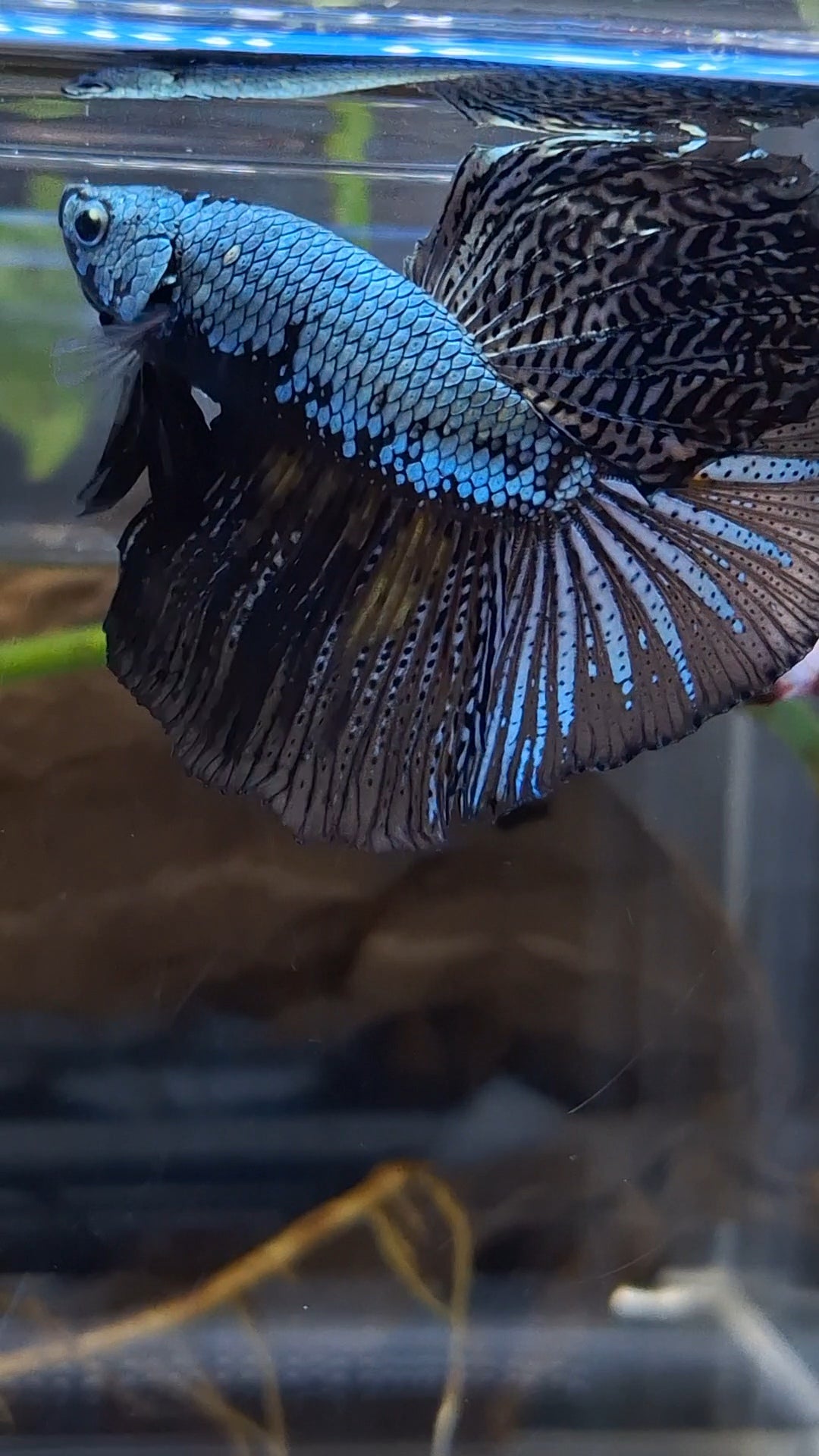 Halfmoon Black Dragon Copper Betta Fish Male