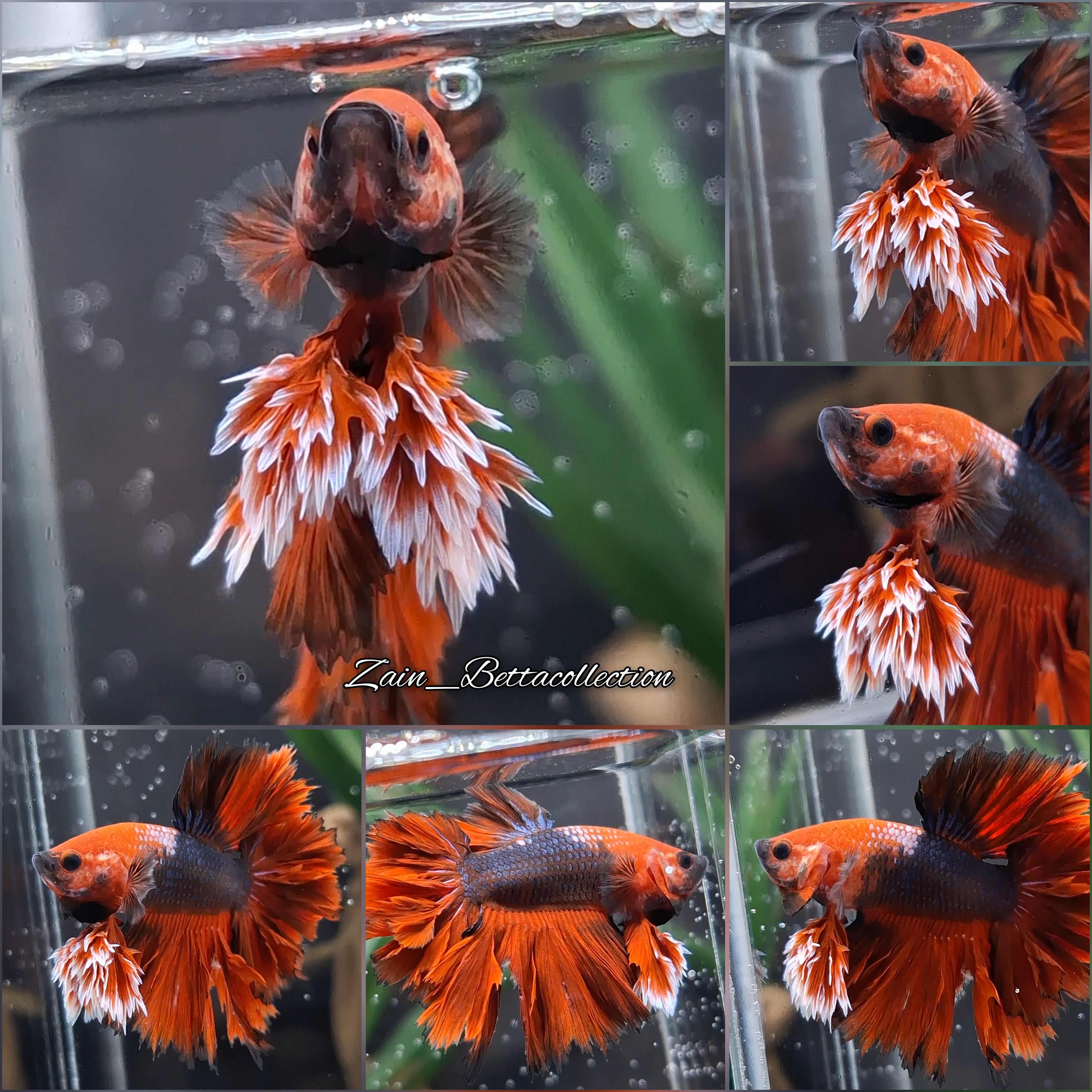 King Rosetail Red Vampire Black Shadow Rare Betta Fish Male
