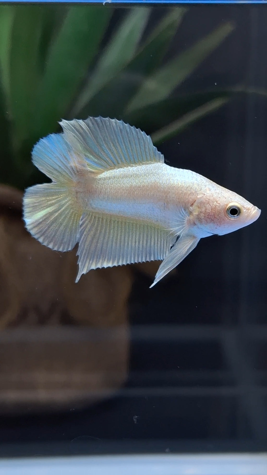 Junior Gold Double Tail Plakat DTPK HMPK Betta Fish Male