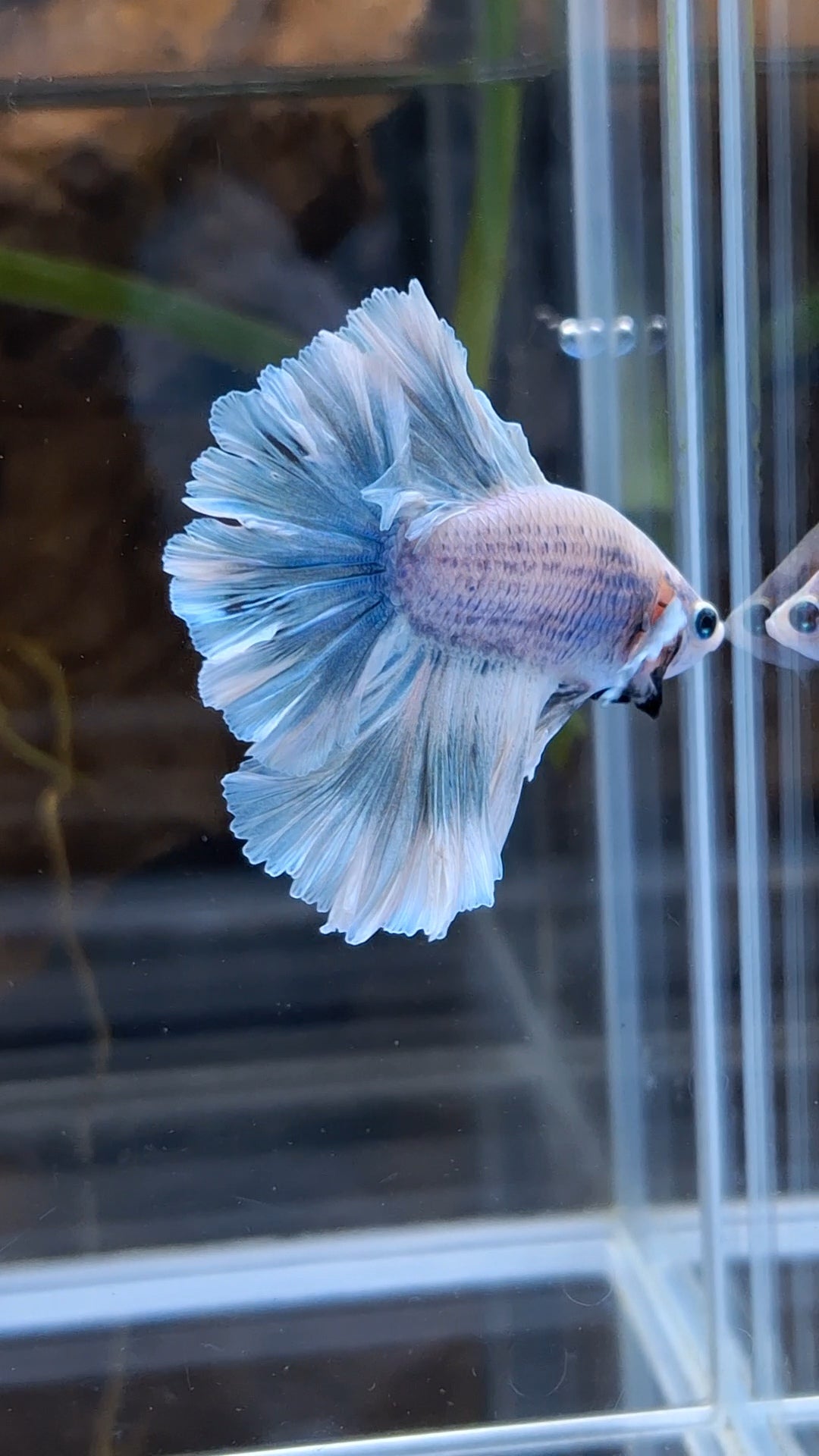 Halfmoon Feathertail Betta Fish Male