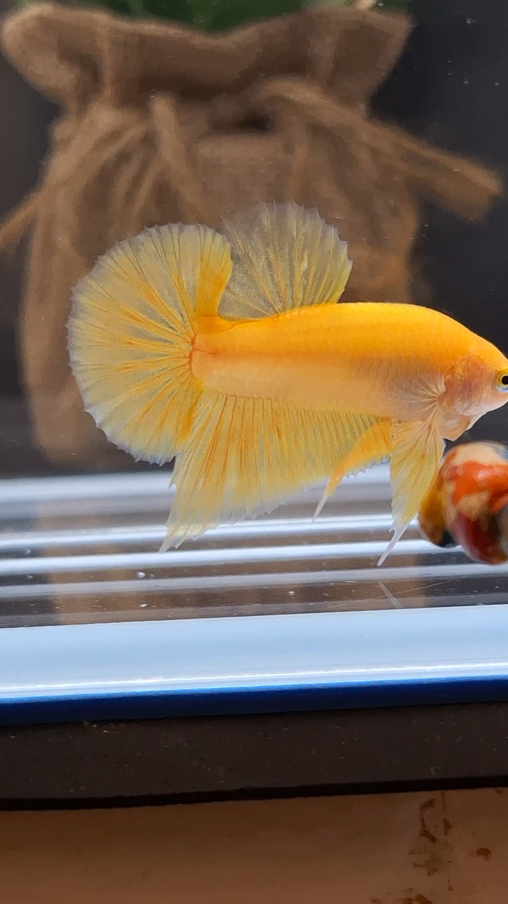Junior Yellow Solid Color Plakat HMPK Betta Fish Male