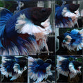 Super Dumbo Ear Halfmoon Feathertail Blue Butterfly Male