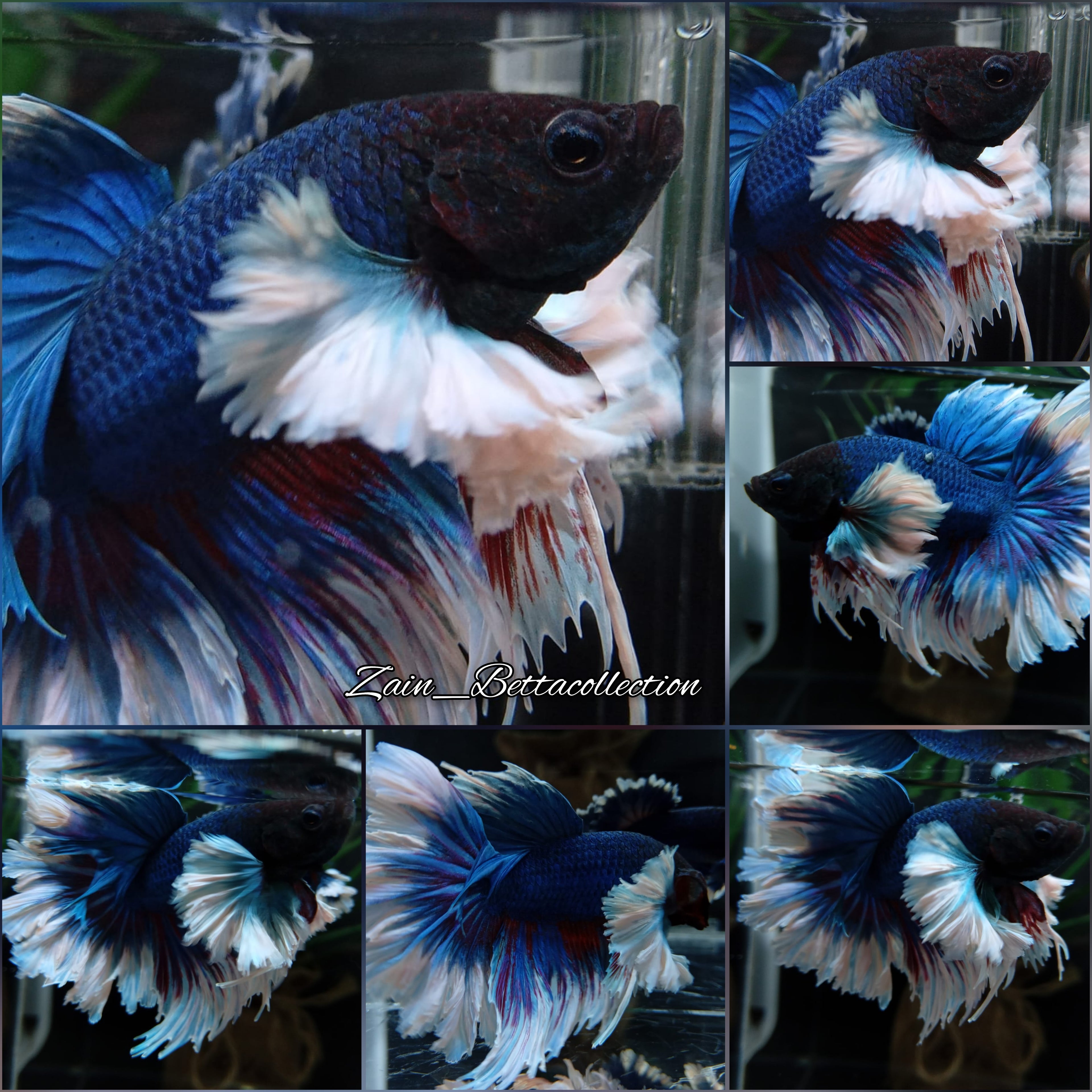 Super Dumbo Ear Halfmoon Feathertail Blue Butterfly Male