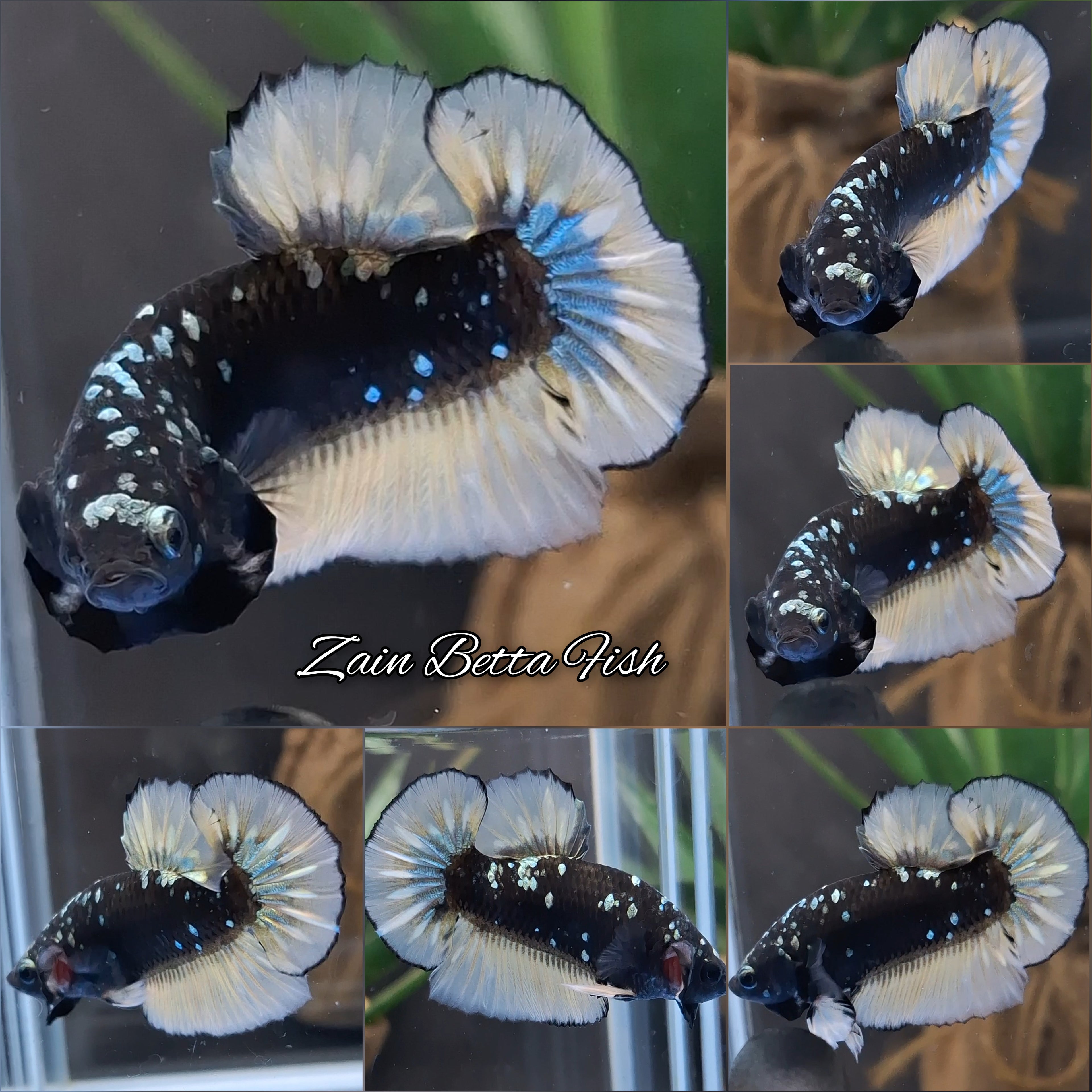 Avatar Yellow Copper Gold HMPK Betta Fish Male