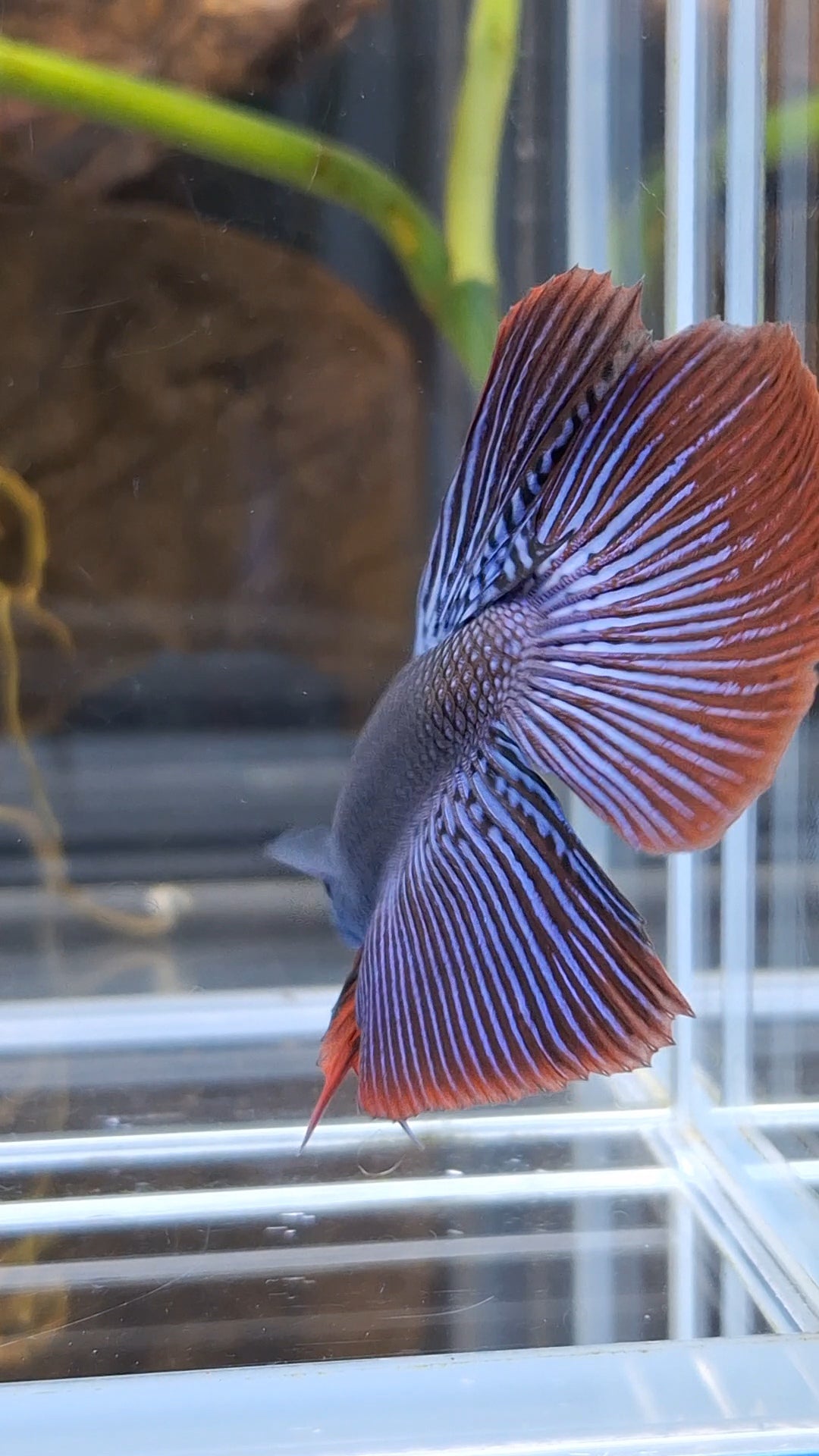 Alien Long Fins Blue Big Delta Tail Rare Wild Betta Fish Male