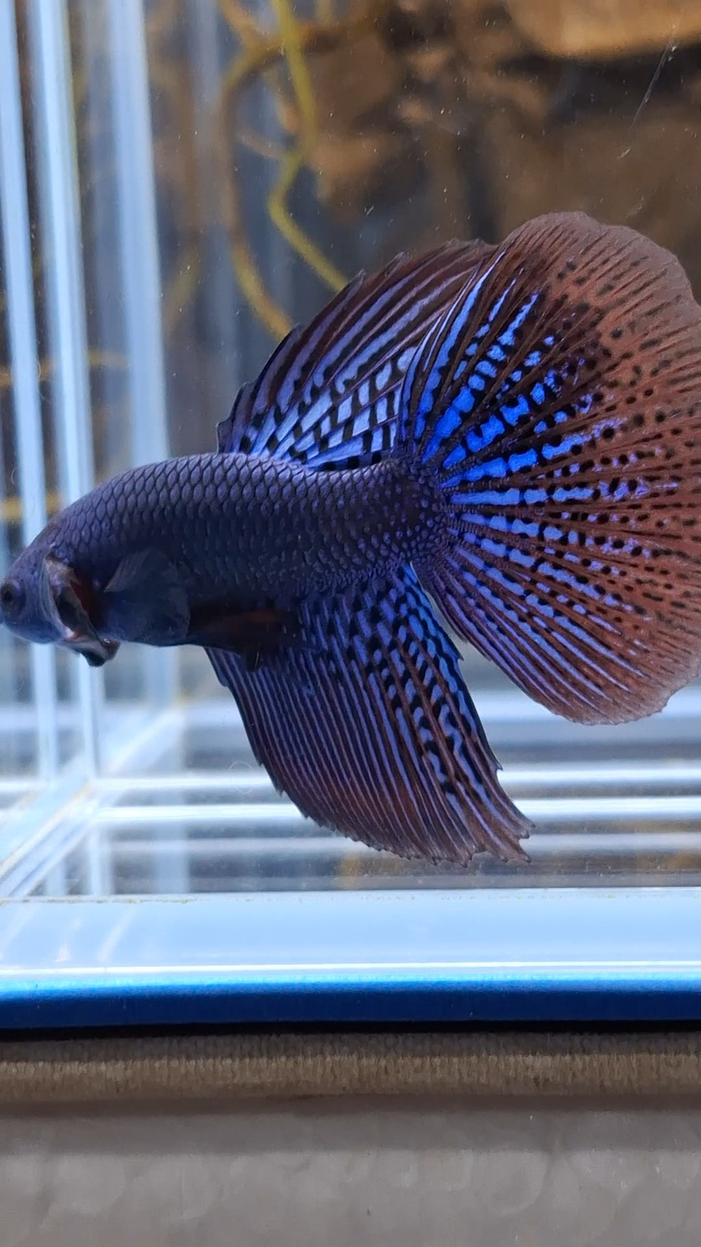 Alien Long Fins Blue Rare Wild Betta Fish Male