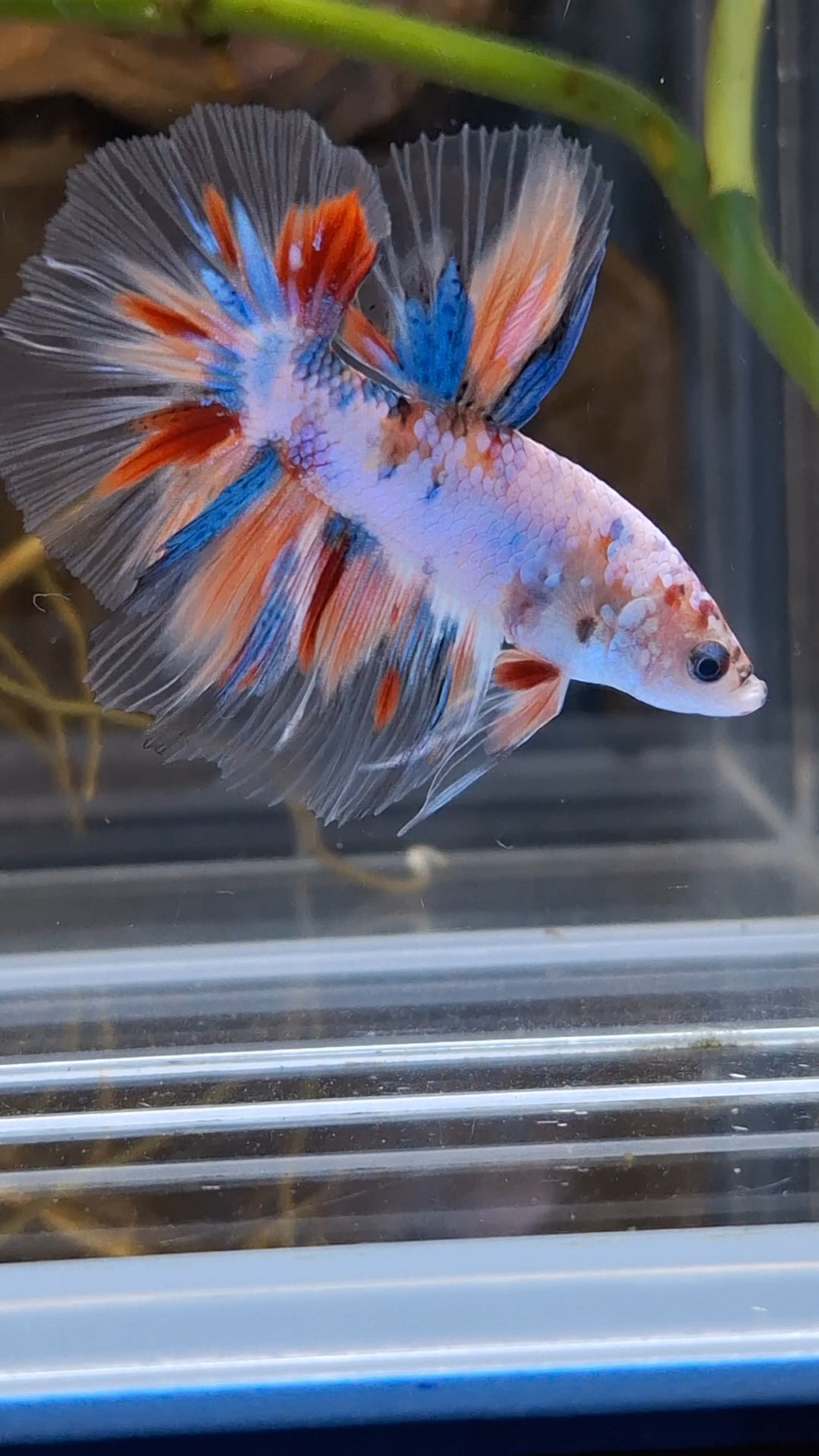 Halfmoon Candy Koi Multicolor Betta Fish Male