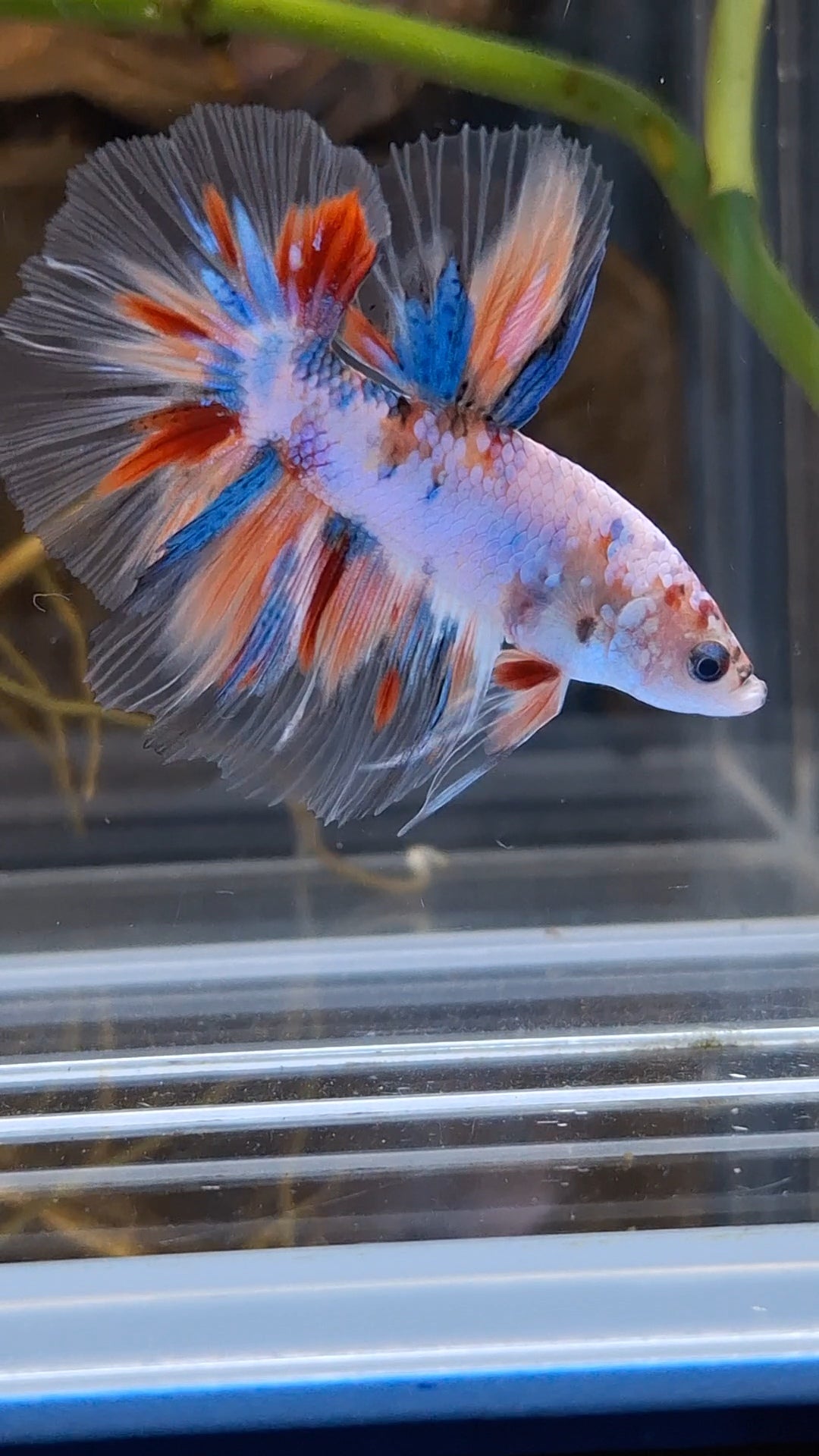 Halfmoon Candy Koi Multicolor Betta Fish Male