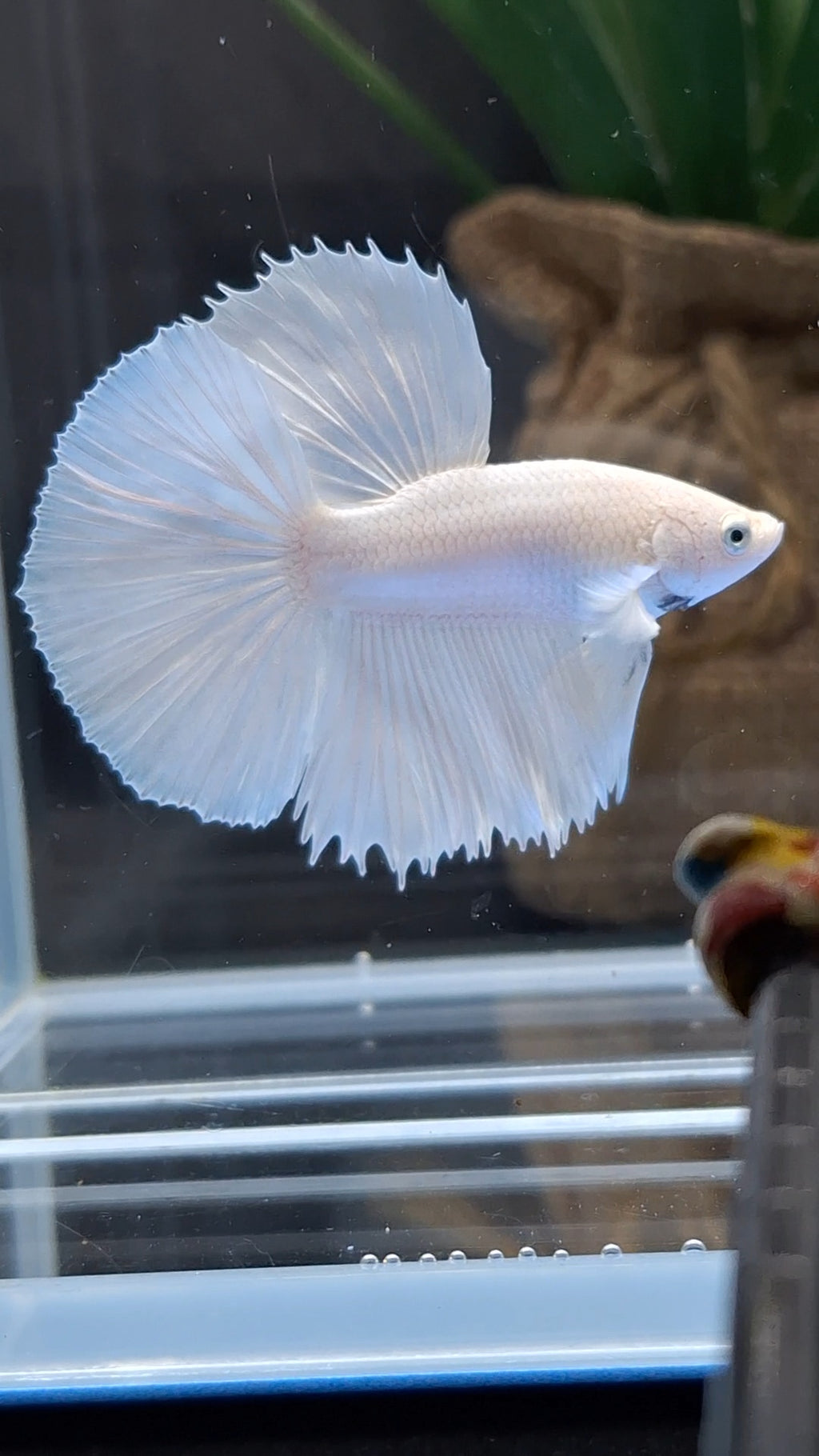 Halfmoon White Platinum Betta Fish Male