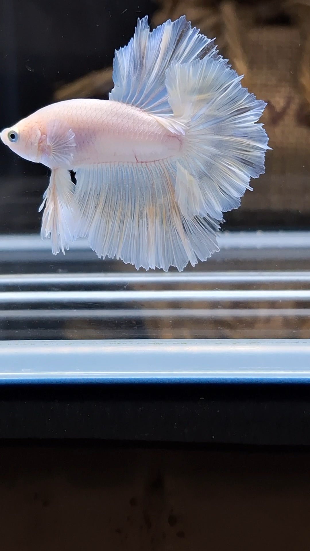 King Feathertail White Unicorn Soft Yellow Wash Betta Fish Male
