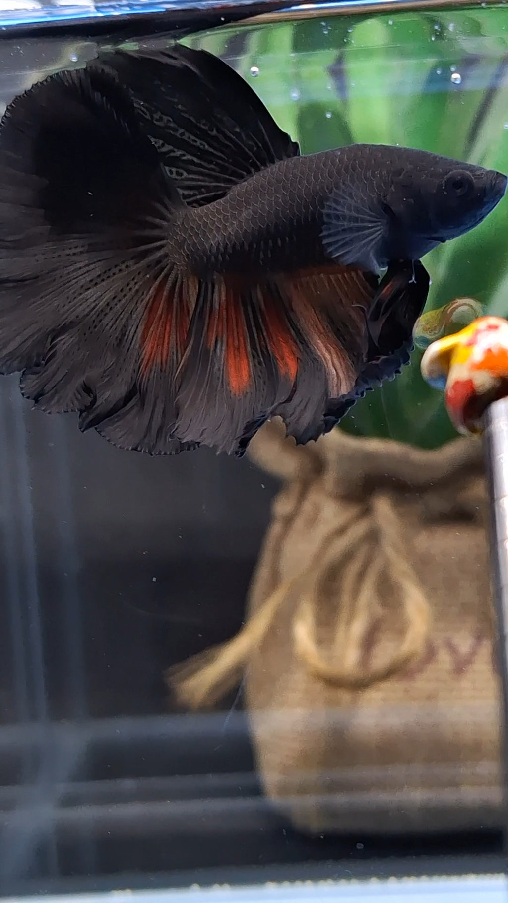Halfmoon Rosetail Black Vampire Fire Premium Betta Fish Male