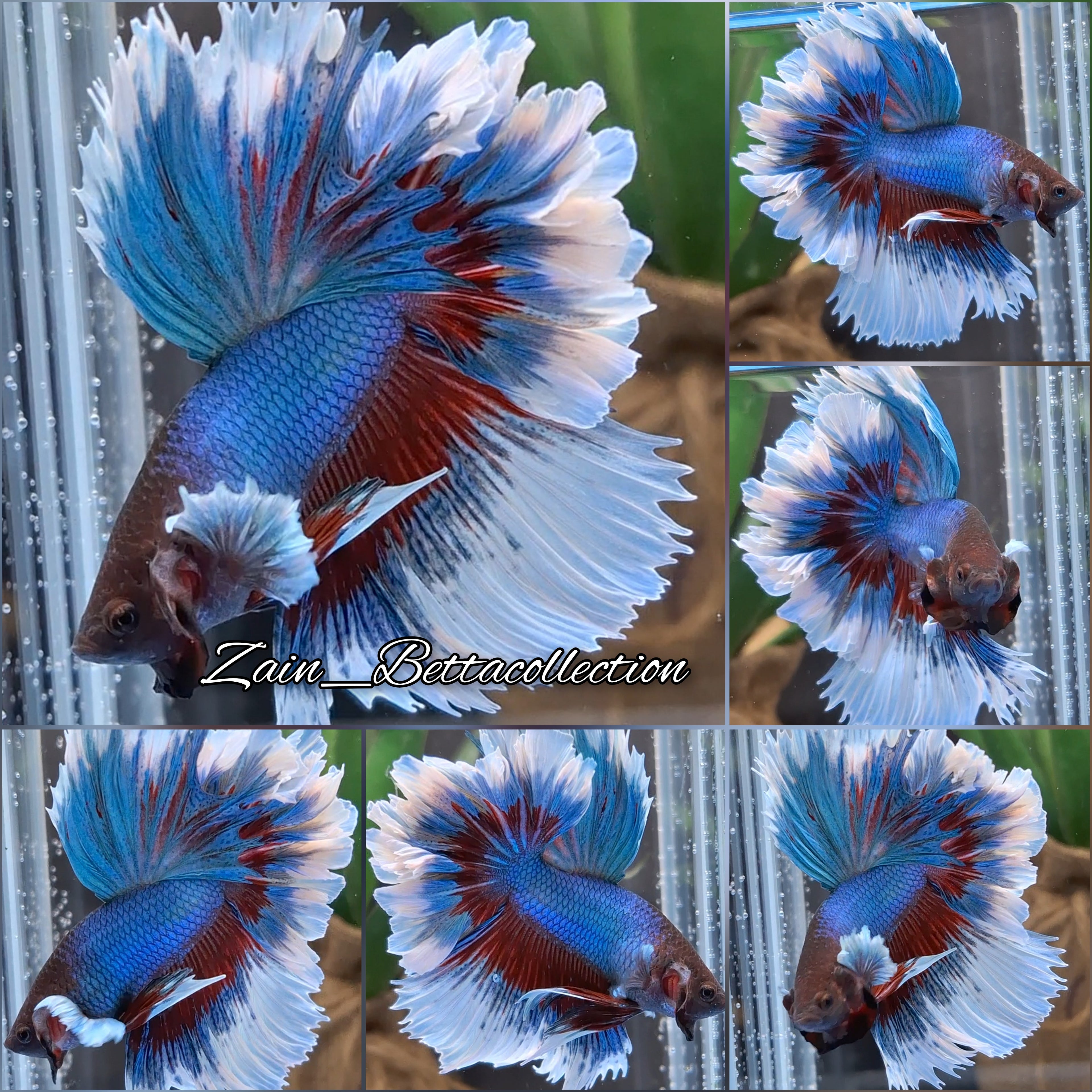 Feathertail Dumbo Ear Blue Turquoise Butterfly Betta Fish Male