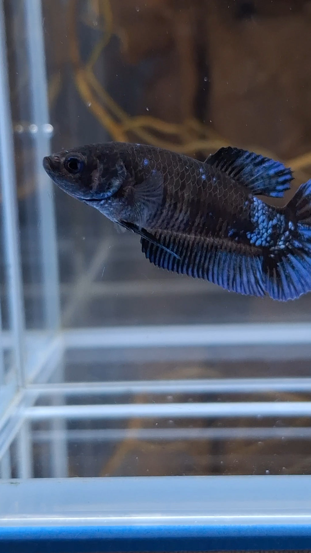 Avatar Black Blue Light Plakat Female Betta Fish For Sorority / Breed