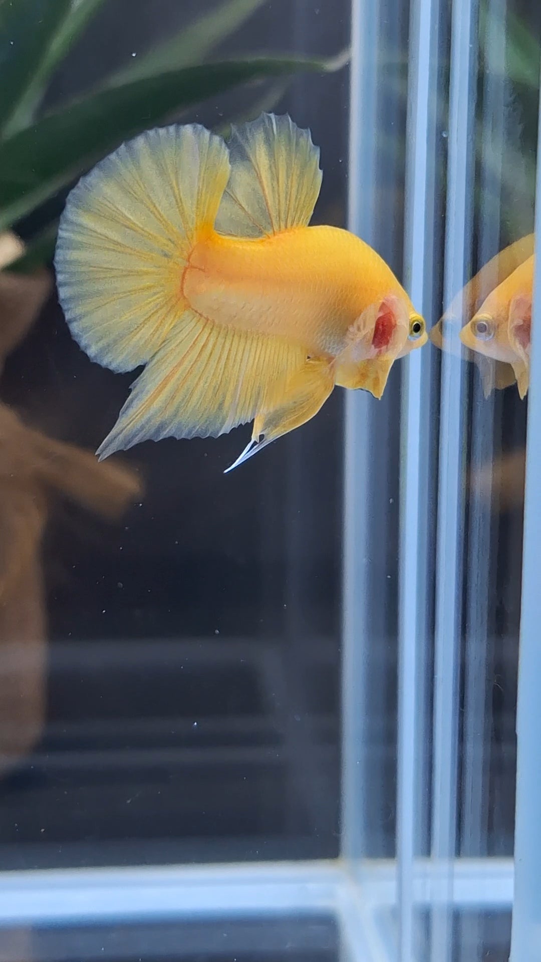 Junior Yellow Solid Color Plakat HMPK Betta Fish Male