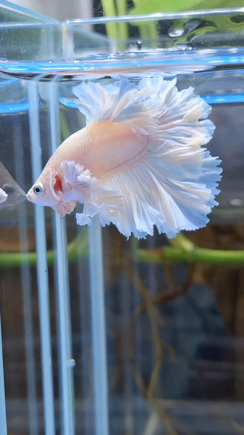 Junior King Feathertail Dumbo Rose Ear White Unicorn Rare Betta Fish Male