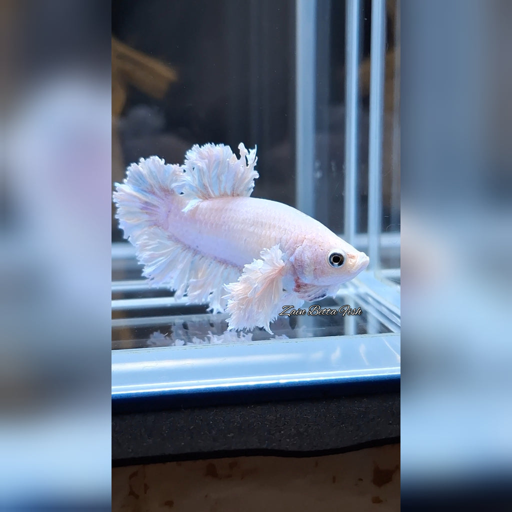 Premium King Feathertail Dumbo Rose Ear Betta Fish Female For Sorority / Breed